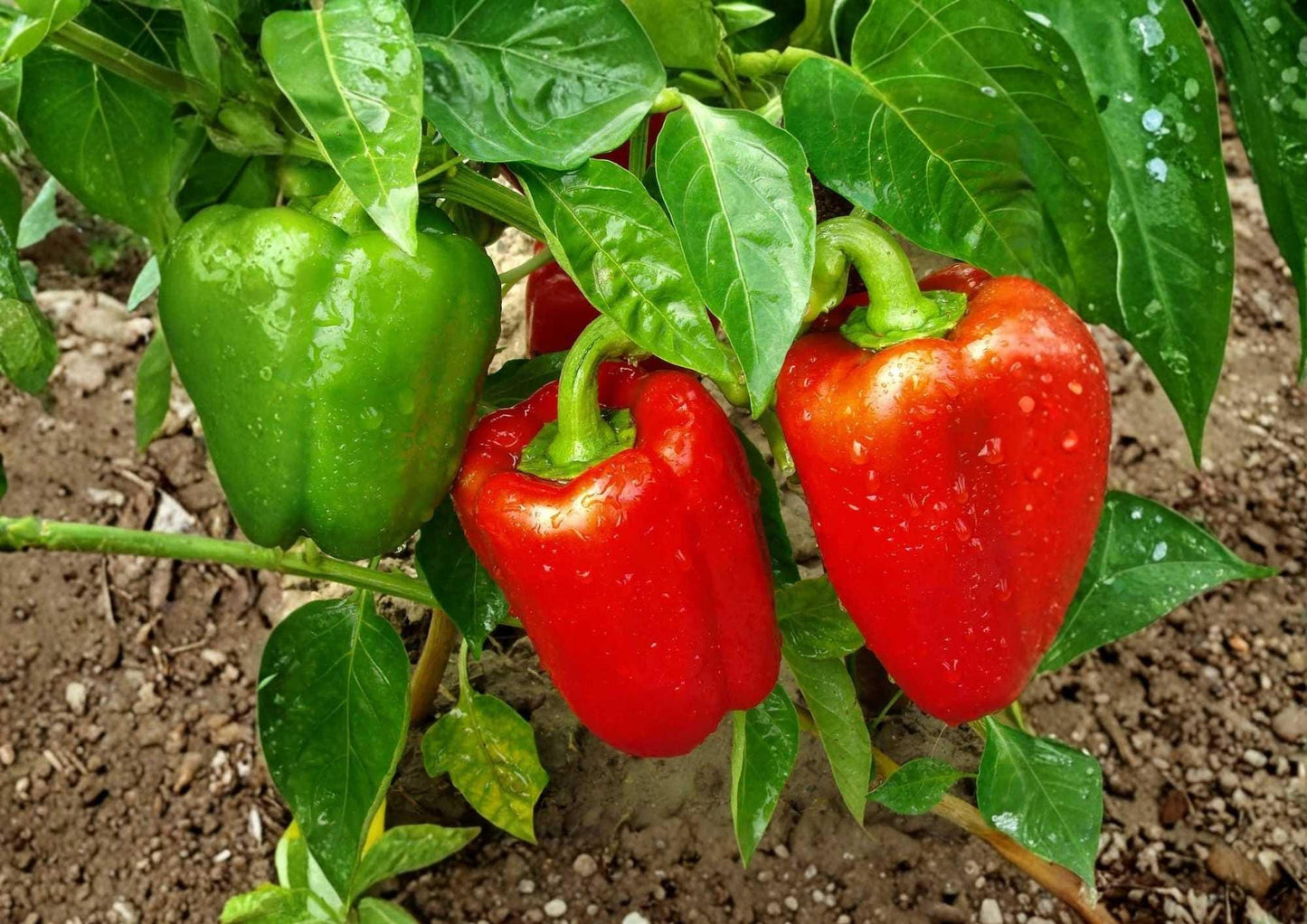 Giant Keystone Pepper Seeds - 100+ Heirloom Sweet Bell Pepper Seeds, Large Thick Wall Green Red Variety, Capsicum annuum