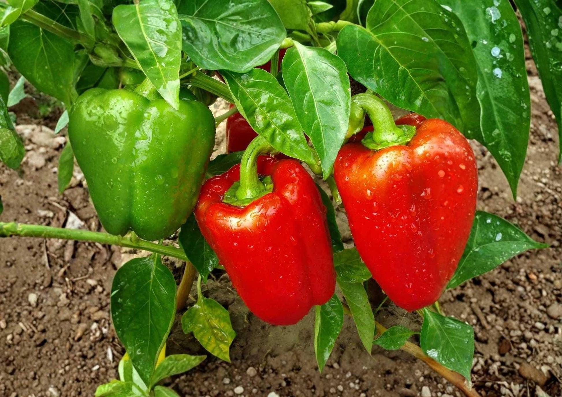 Giant Keystone Pepper Seeds - 100+ Heirloom Sweet Bell Pepper Seeds, Large Thick Wall Green Red Variety, Capsicum annuum