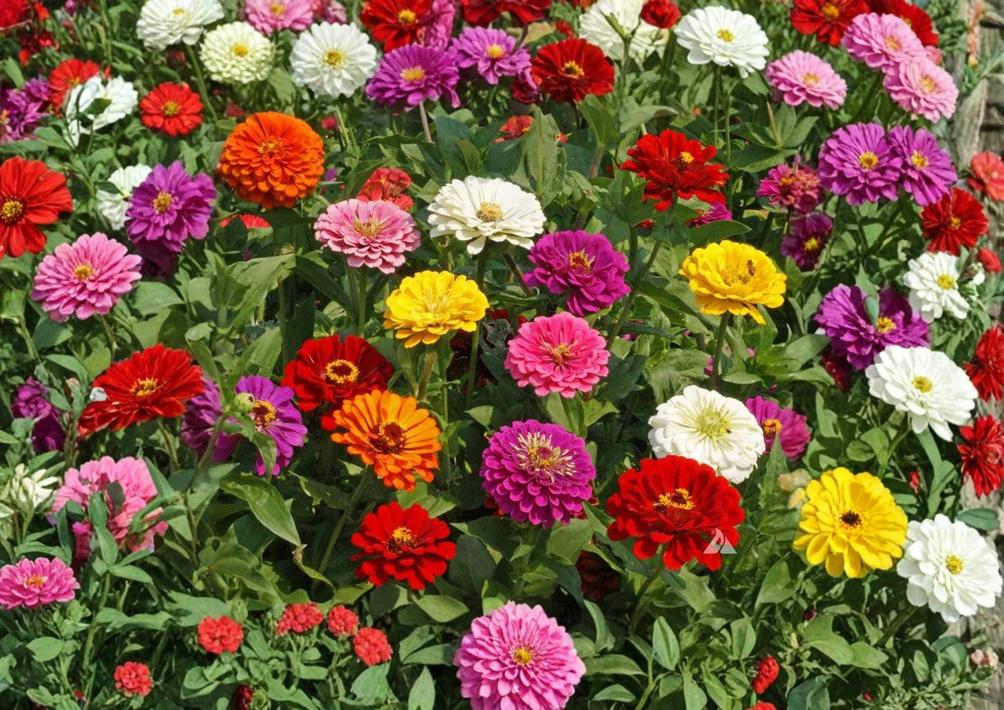 Zinnia Flower Seeds - 200+ Dwarf Thumbelina Mix - Colorful Compact Blooms for Garden Planting, Butterflies & Hummingbirds