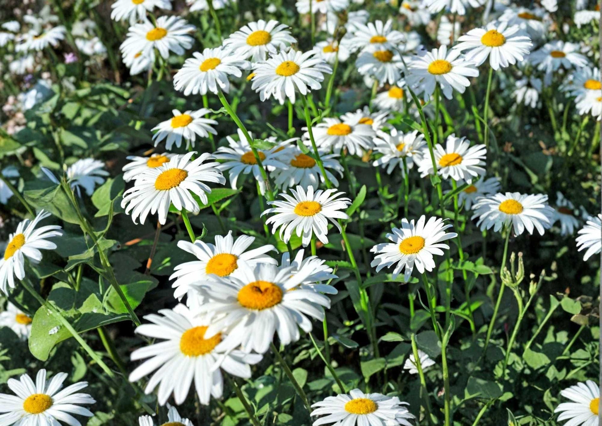 Shasta Daisy Seeds - 200+ Heirloom Perennial Seeds - White Blooms - Chrysanthemum Flower Seeds for Garden Planting