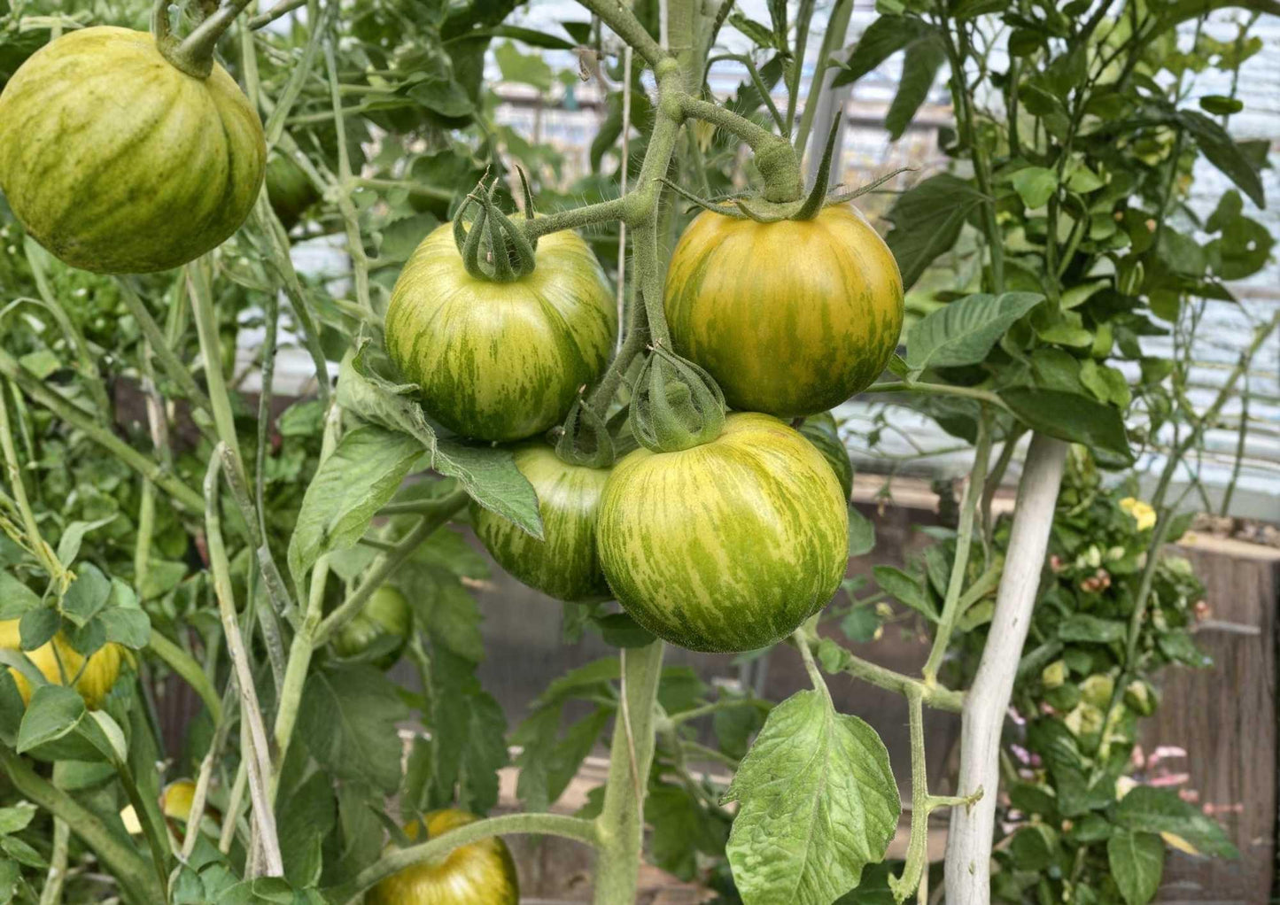 Cherokee Green Tomato Seeds - 120+ Heirloom Non-GMO Vegetable Seeds, Large Green Beefsteak, Sweet Tangy, High Yield