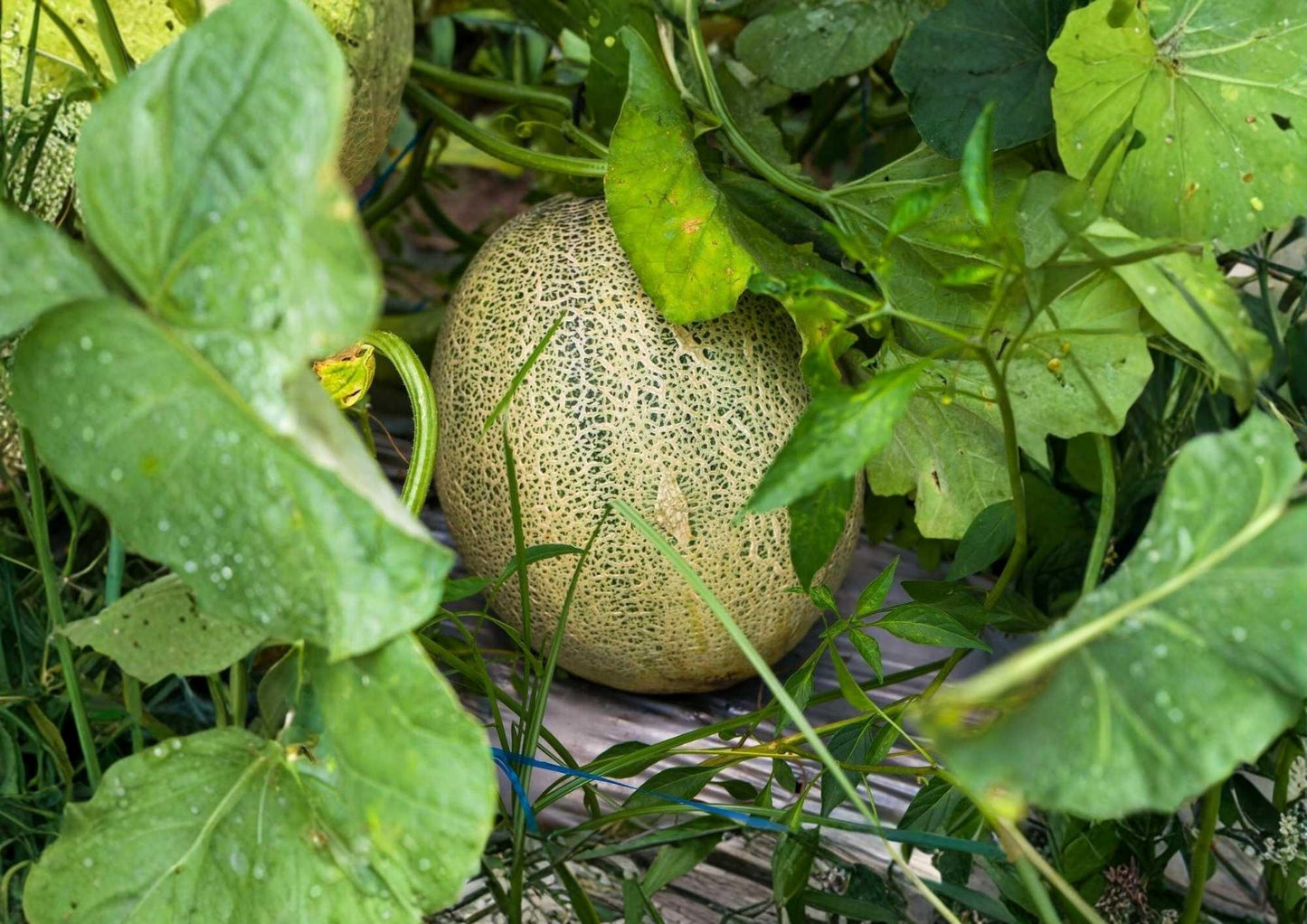 Hales Best Jumbo Cantaloupe Seeds - 50+ Heirloom Non-GMO Vegetable Seeds for Garden Planting - Sweet Orange Melon