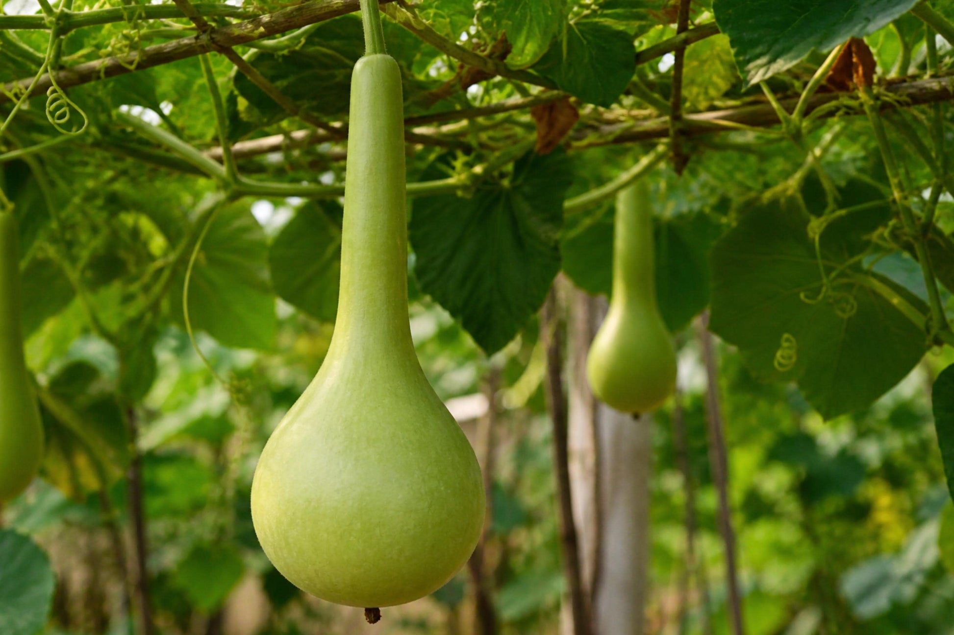 Martinhouse Bottle Gourd Seeds (5) | Lagenaria siceraria | Versatile Heirloom Crafting Gourds for Gardeners and Crafters