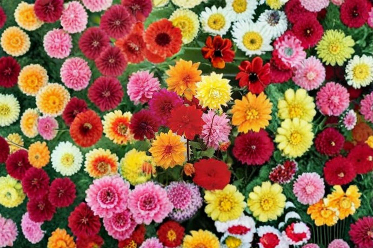 Dinnerplate Dahlia Tubers 3 Pack - Mixed Colors - Dahlia pinnata - Large Layered Blooms for Garden & Container Planting