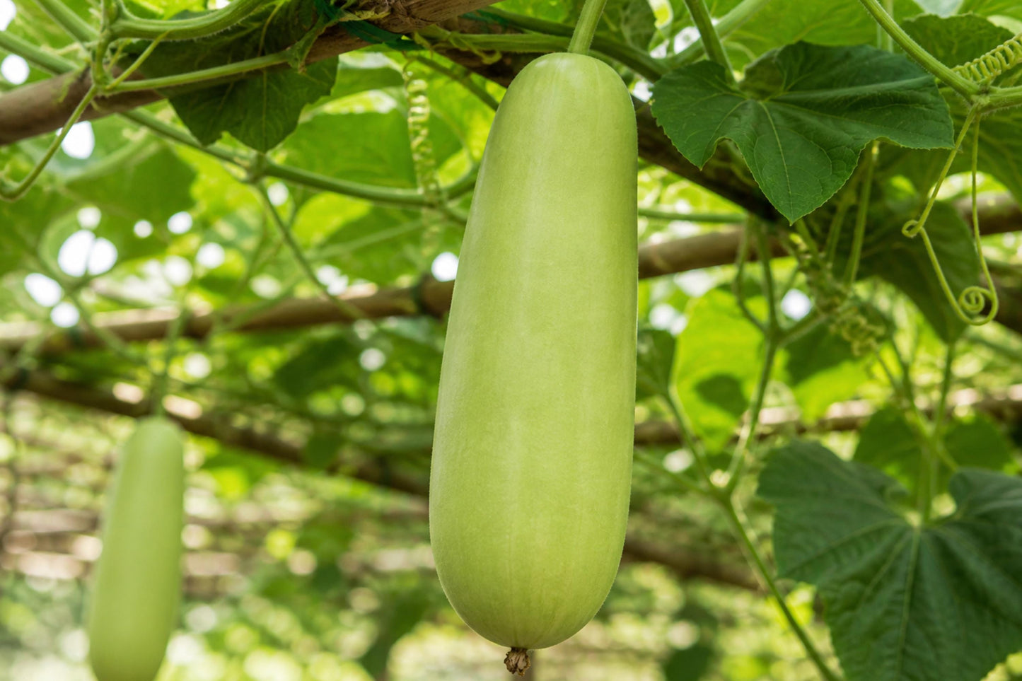 Nam Tao Ngam Gourd Seeds (5) | Indian Type Hybrid Bottle Gourd | High Yield Culinary Quality | Lagenaria siceraria