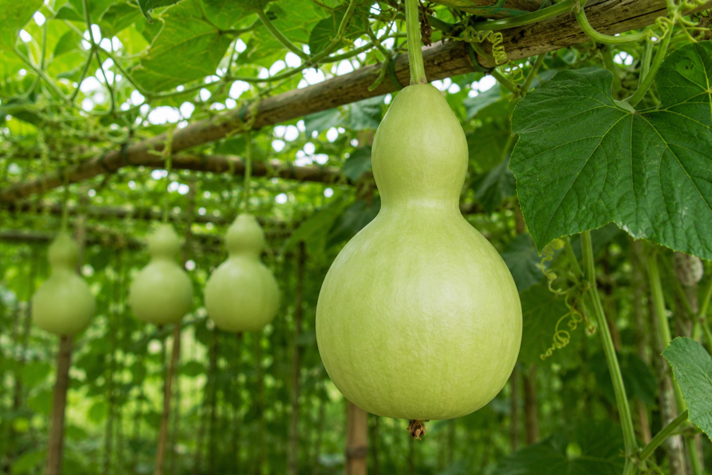 Birdhouse Gourd Seeds (5) - Lagenaria siceraria - Classic Heirloom for Birdhouses & Crafts - Easy to Grow Climbing Vines