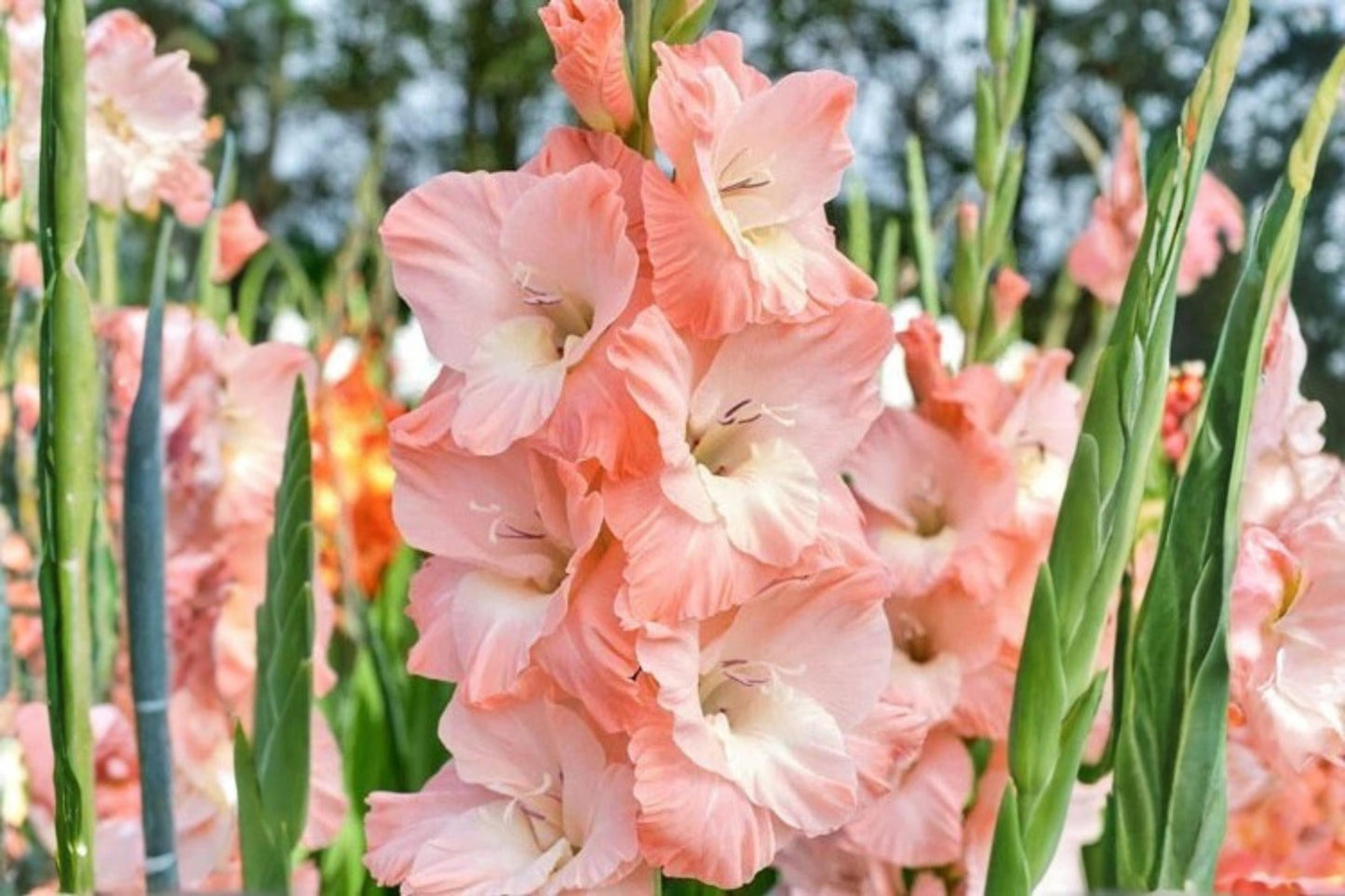 Karma Gladiolus Flower Bulbs 10 Pack, Colorful Blooms, Gladiolus hortulanus, Easy to Grow, Perfect for Gardens & Cut Flowers