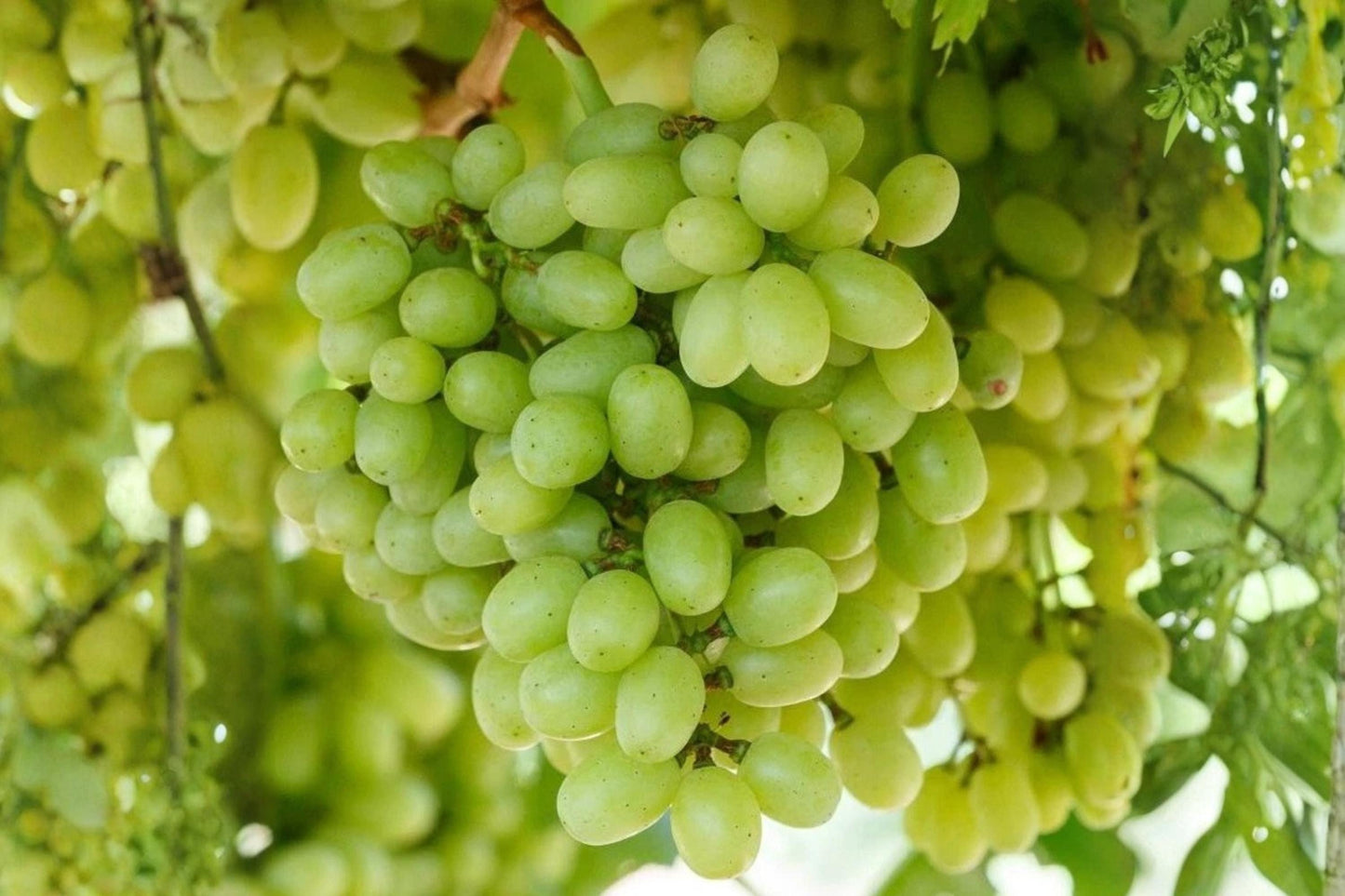 Seedless Grape Vine Plant - 1-2 Year Old HOPE BUNCH Vitis vinifera - Easy to Grow, Sweet Grapes for Garden or Patio