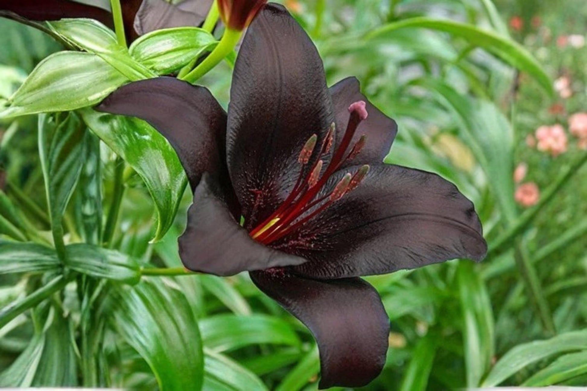 Nightrider Asiatic Lily Bulb - Dark Purple Perennial Flower - Lilium asiaticum 'Nightrider' - Garden Plant Bulb