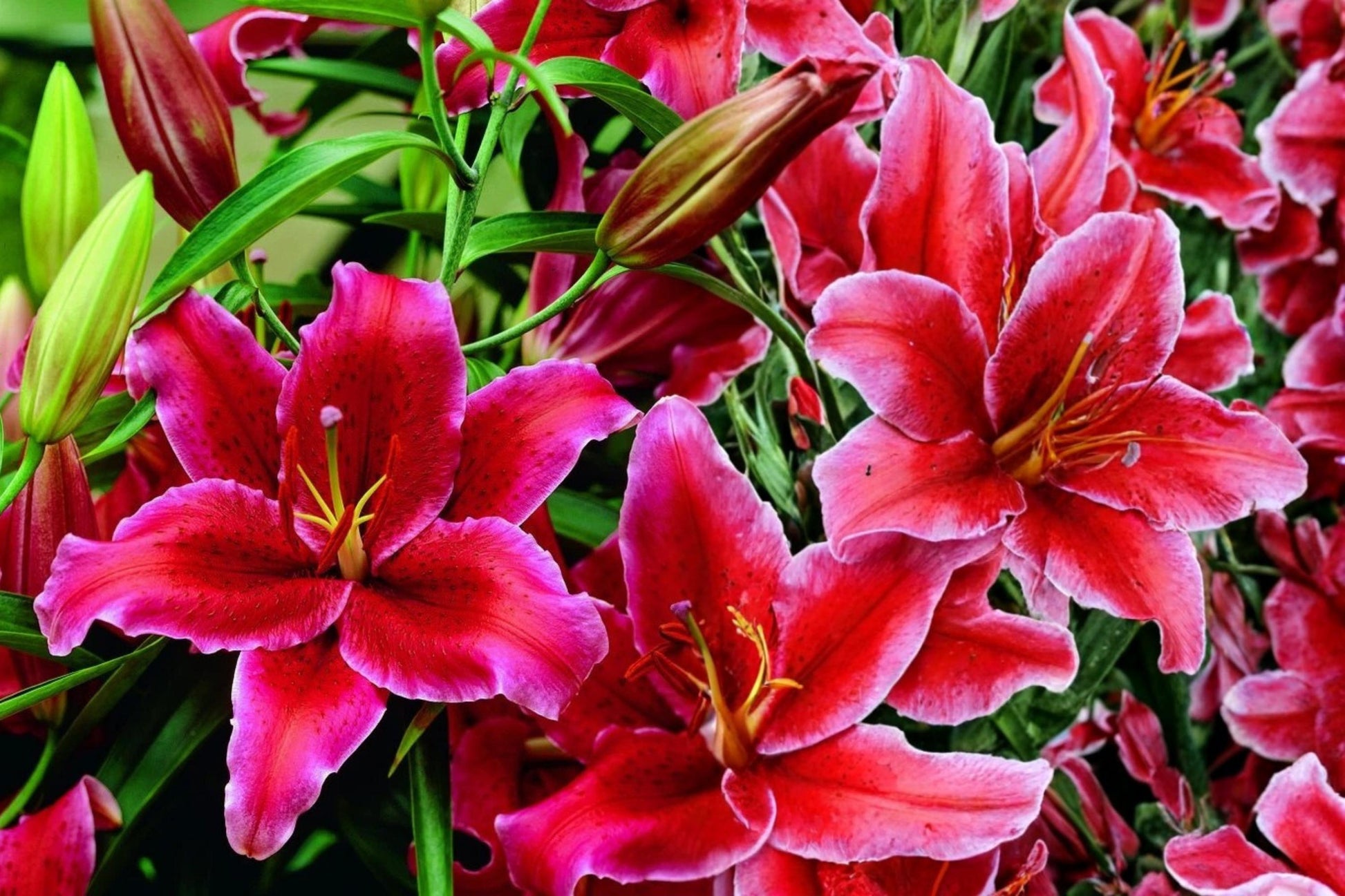 Rio Negro Oriental Lily Bulb - Perennial Rich Velvety Flowers - Lilium 'Rio Negro' - Easy to Grow, Attracts Pollinators