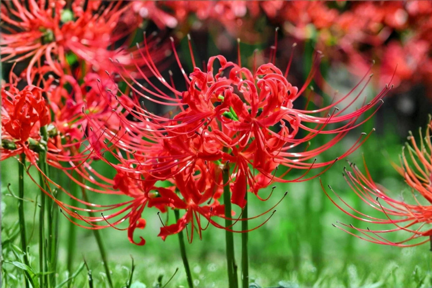 Red Spider Lily Bulb - Heirloom Perennial with Vibrant Red Flowers - Lycoris Radiata - Easy to Grow Garden Plant