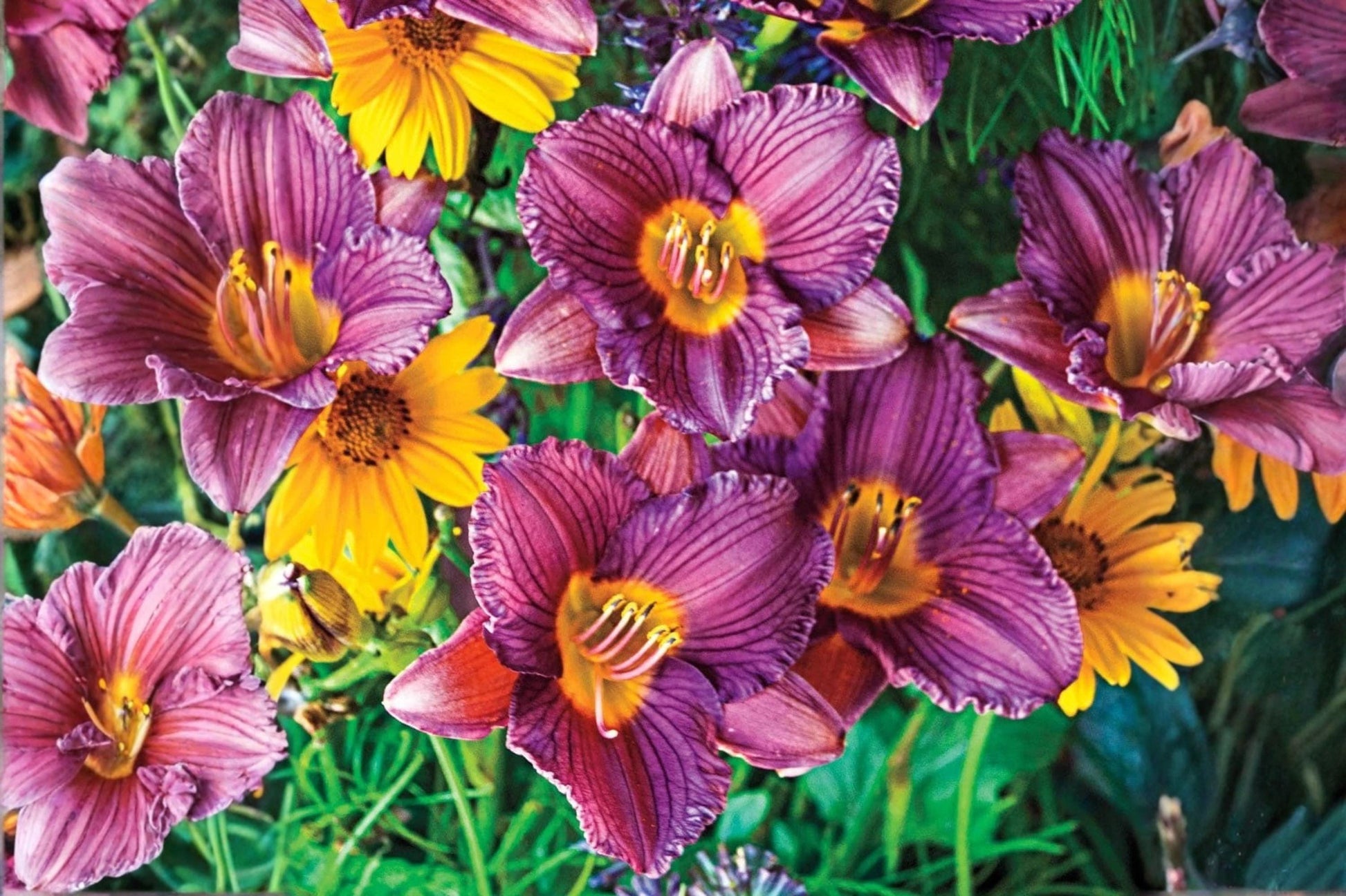 Purple d'Oro Daylily Bulbs - 2 Bare Root Perennial Flower Plants - Hemerocallis 'Purple d'Oro' - Easy to Grow, Vibrant Blooms