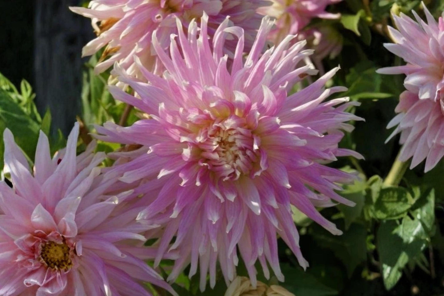 Kiev Cactus Dahlia Bulb Tuber Clump - Colorful Decorative Flower - Dahlia pinnata - Easy to Grow Garden Plant