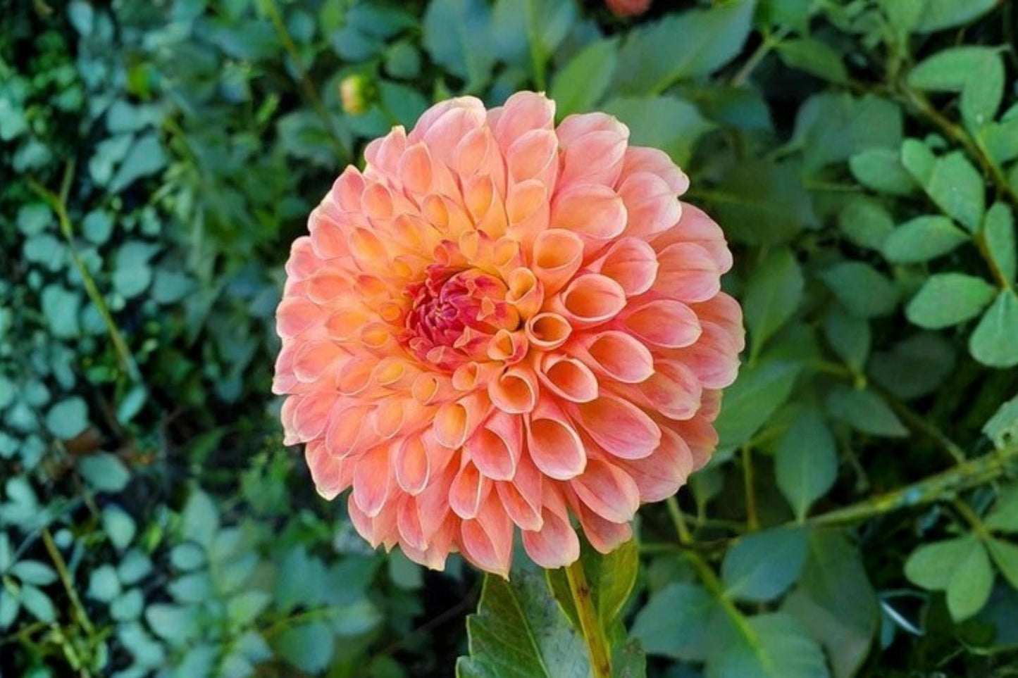 Jowey Nicky Ball Dahlia Bulb Tuber Clump - Tropical Summer Flower - Dahlia Variabilis - Pom-Pom Blooms