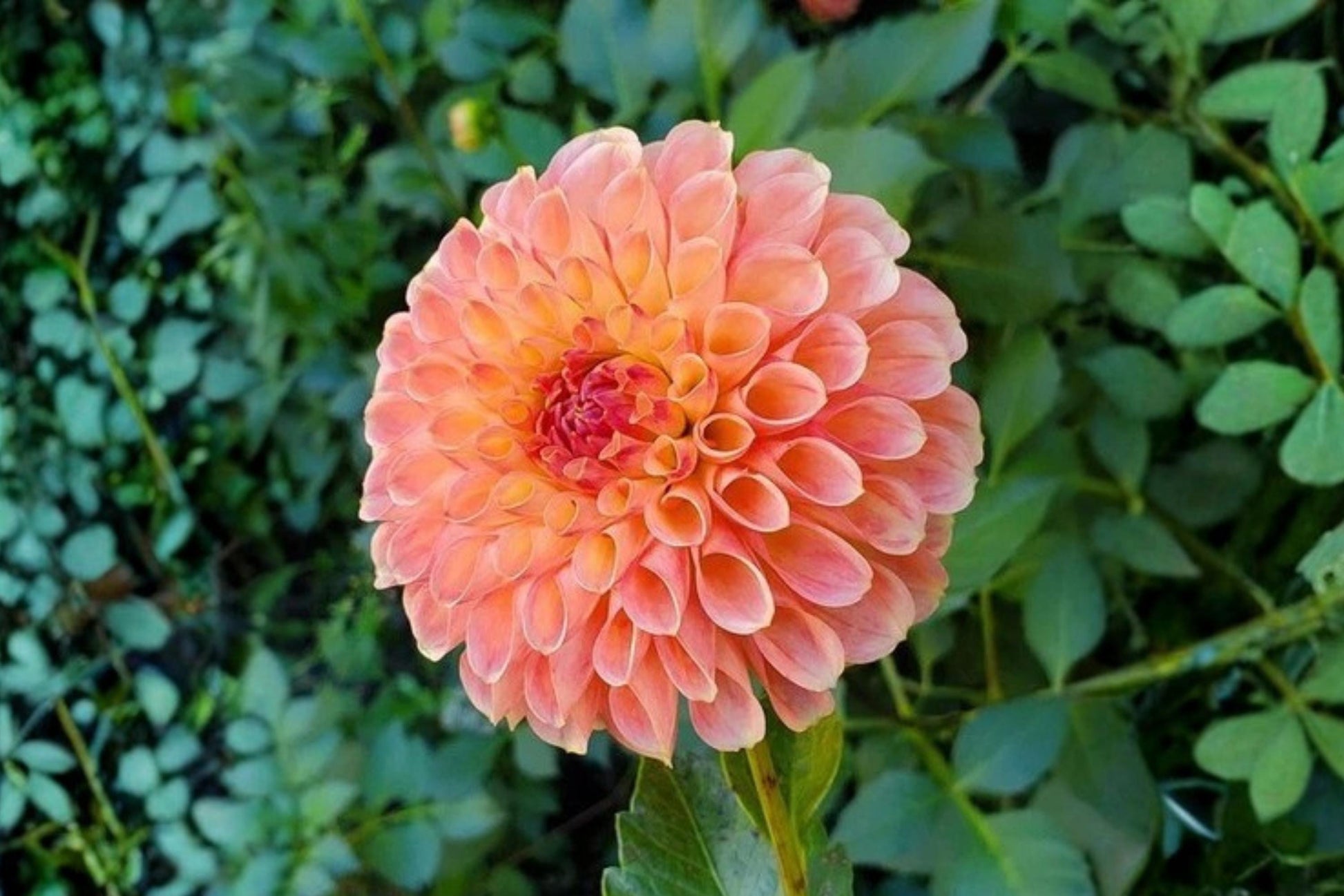 Jowey Nicky Ball Dahlia Bulb Tuber Clump - Tropical Summer Flower - Dahlia Variabilis - Pom-Pom Blooms