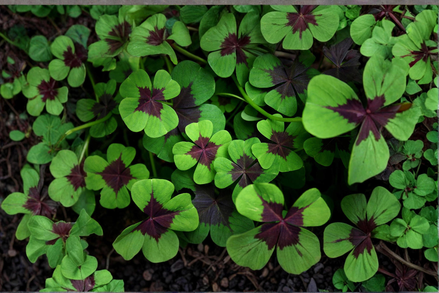 Iron Cross Shamrock Bulb - Oxalis tetraphylla - Unique Foliage Plant for Indoor or Container Growing, Decorative Green Leaves