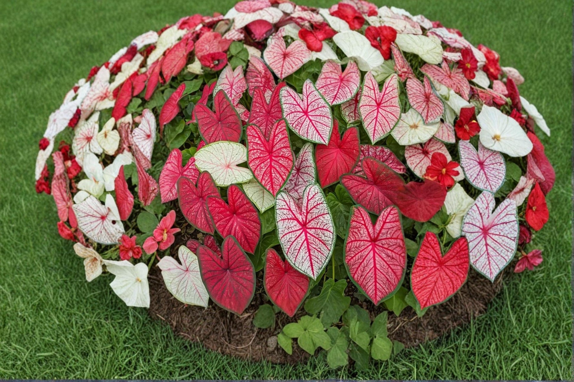Fiesta Caladium Bulbs 6 Count - Colorful Ornamental Foliage - Caladium bicolor - Tropical Shade Plant for Garden & Containers