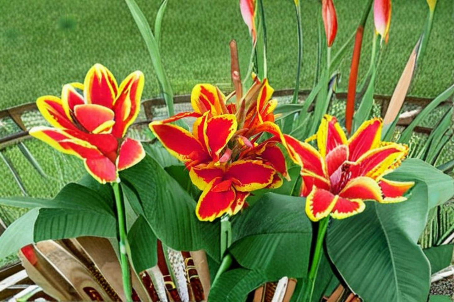 Canna Lily Bulbs 3 Pack - Red Flowering Canna indica - Lucifer Variety for Garden Beds & Borders, Tropical Perennial Plant