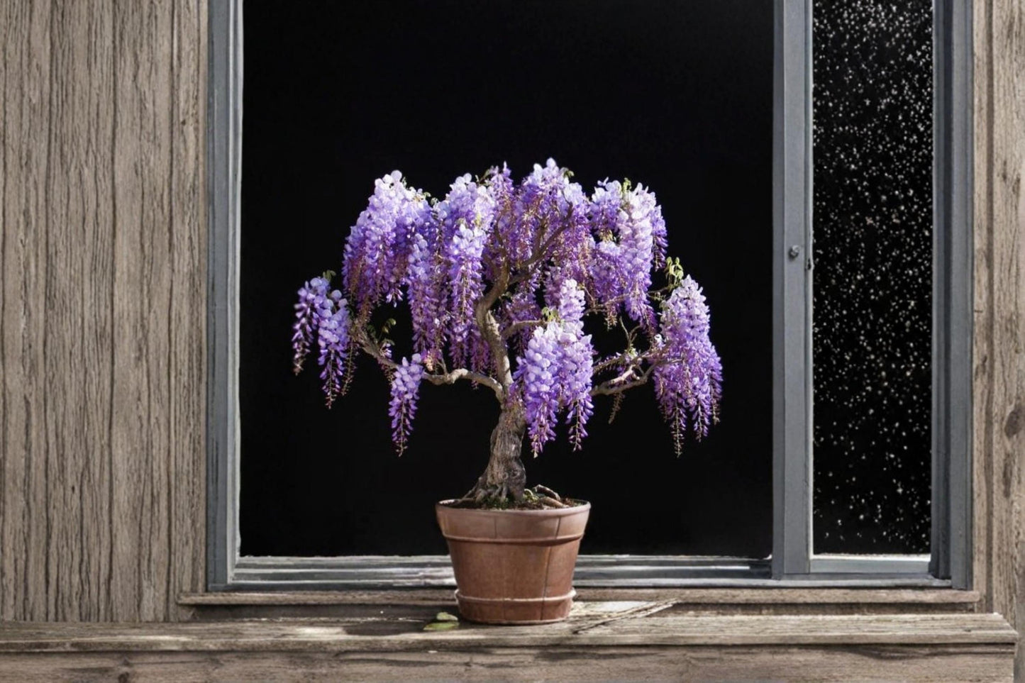 Purple Weeping Wisteria Seedling - Wisteria sinensis - Young Flowering Vine for Bonsai & Outdoor Garden Plant
