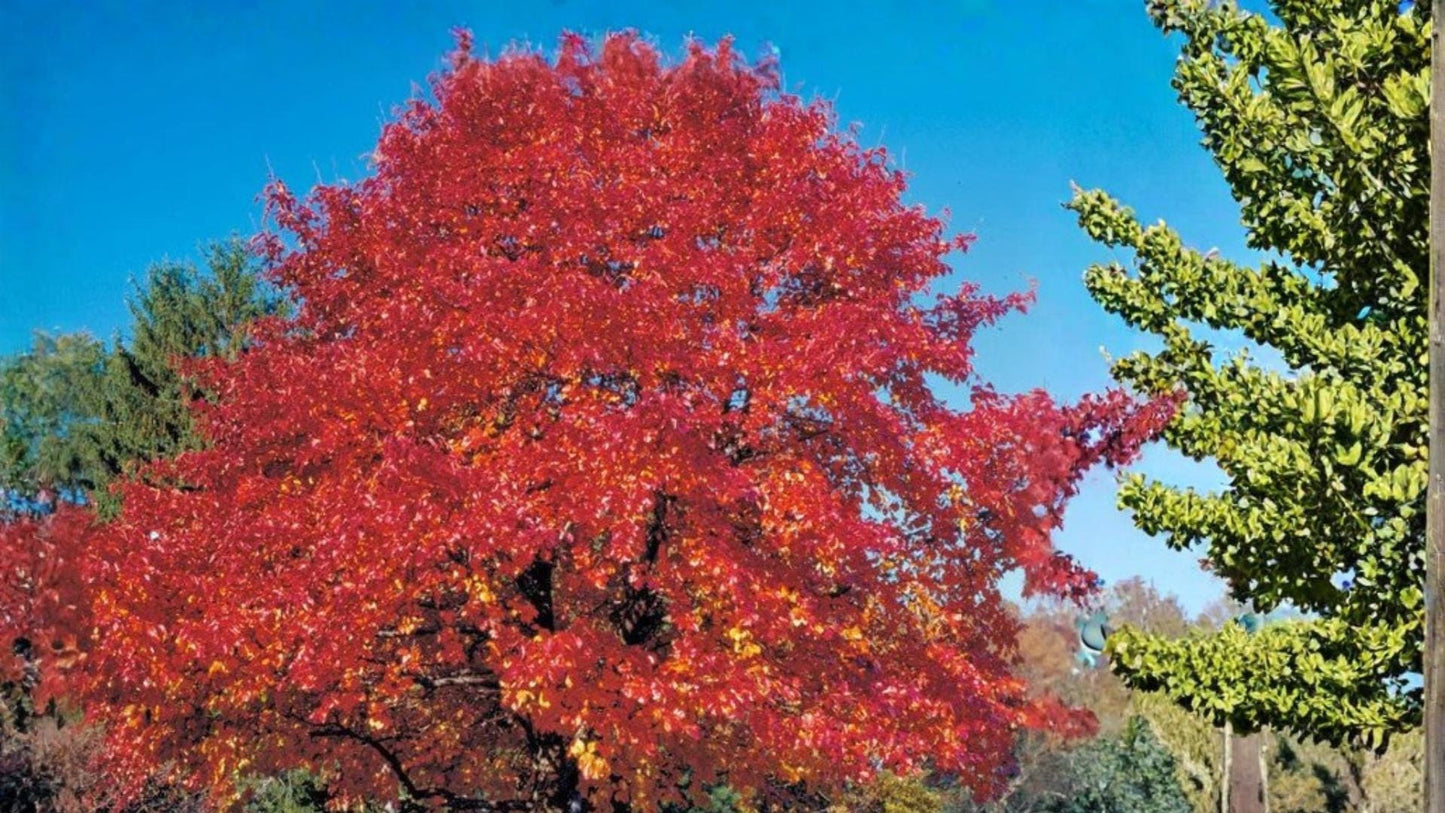 Red Oak Seeds 5 Count - Quercus rubra - Deciduous Hardwood Tree for Landscape or Bonsai Planting