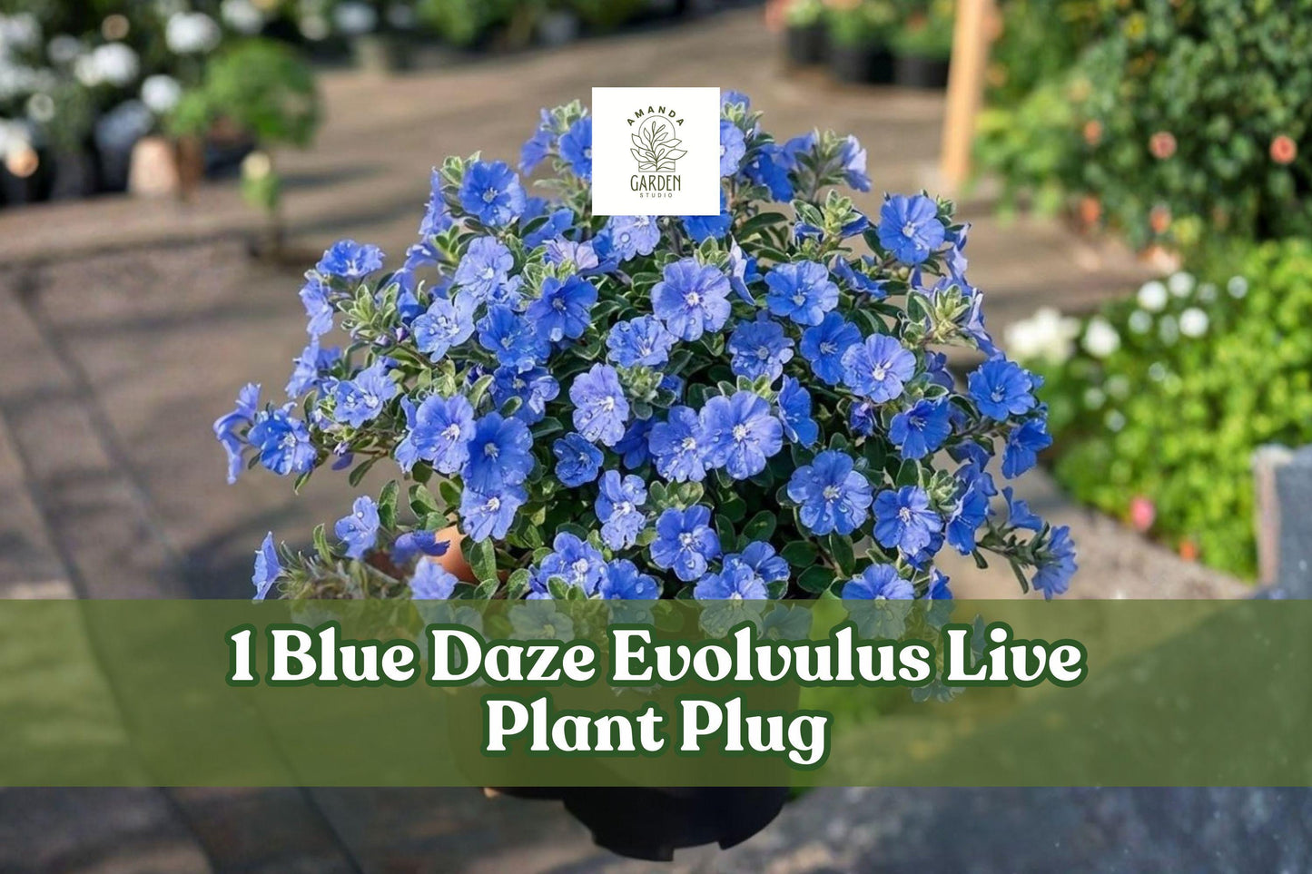 Blue Daze Evolvulus Live Plant Plug - Blue Dwarf Morning Glory Starter, Evolvulus glomeratus for Hanging Baskets & Containers