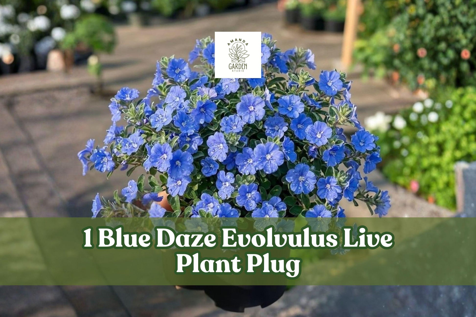 Blue Daze Evolvulus Live Plant Plug - Blue Dwarf Morning Glory Starter, Evolvulus glomeratus for Hanging Baskets & Containers