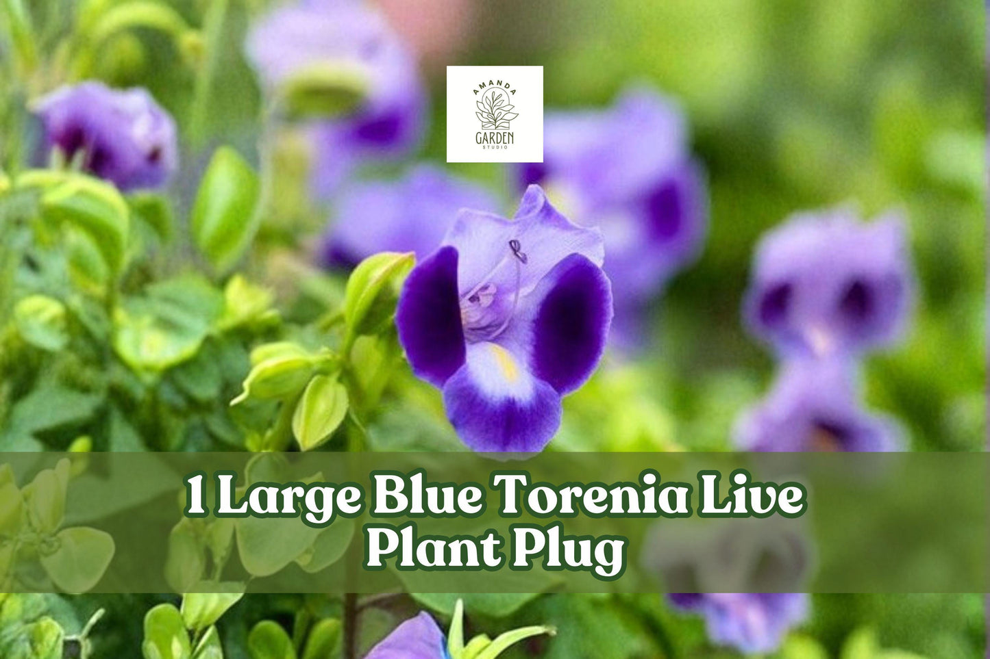 Large Blue Torenia Plant Plug - Wishbone Flower Blue Wings - Torenia Hybrid - Perfect for Hanging Baskets & Containers