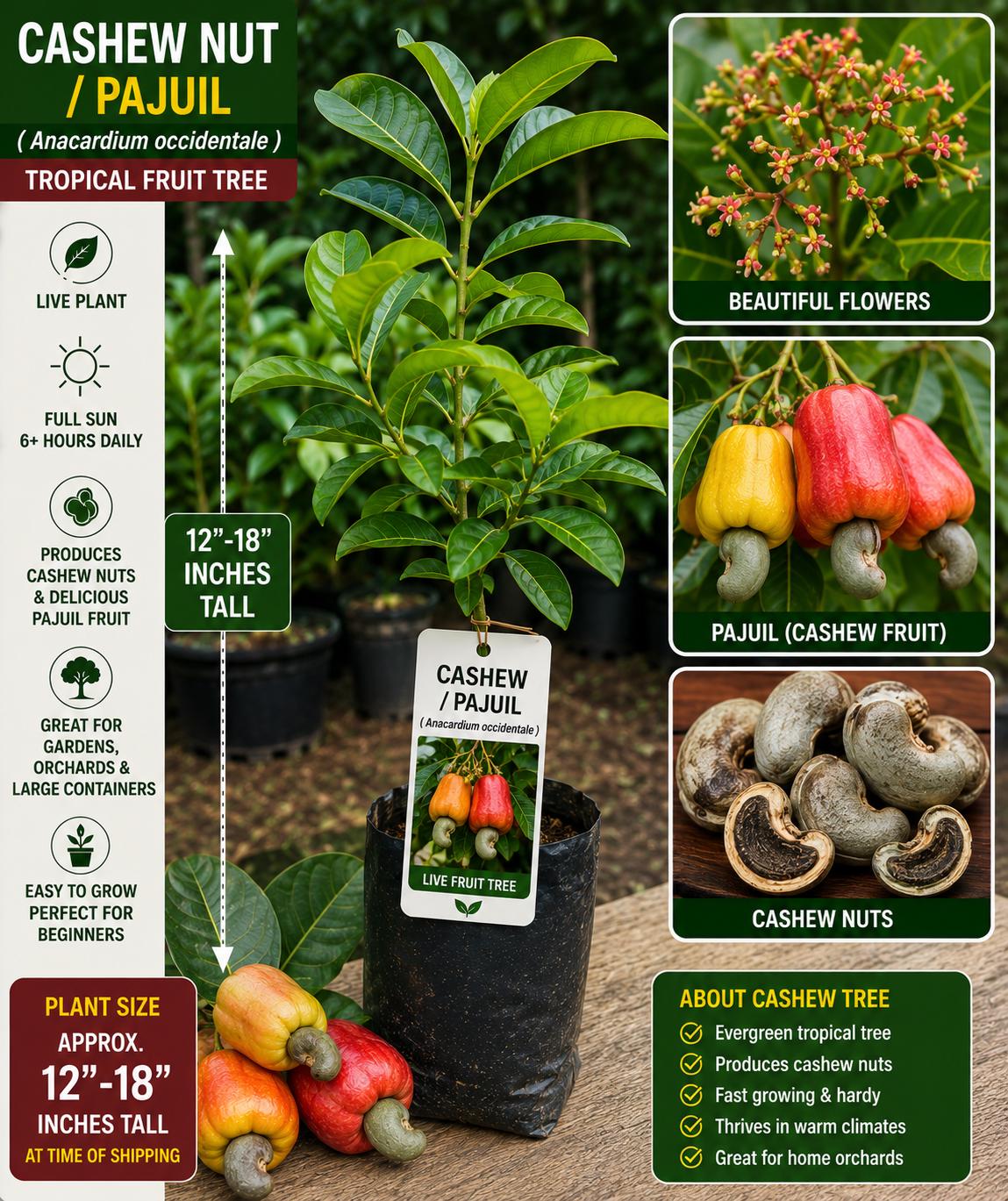 Cashew Live Fruit Tree 12-18 Inches - Anacardium occidentale - Fresh Stock - Tropical Fruit Plant