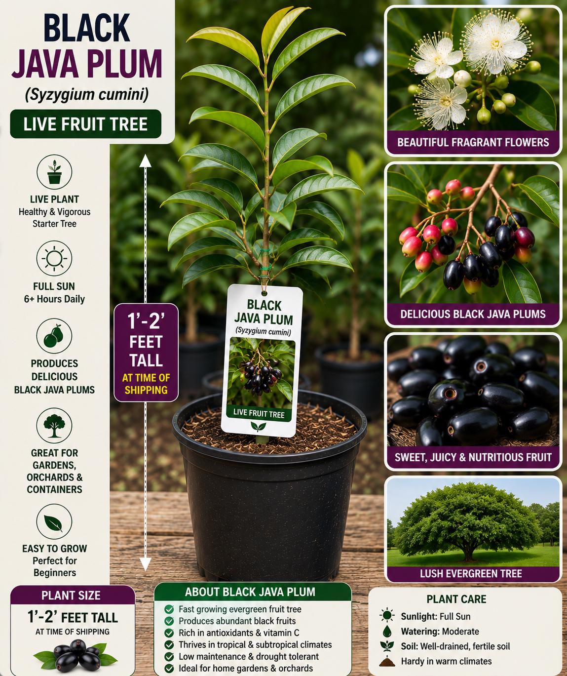 Black Java Plum Live Fruit Tree 1-2 Feet Tall - Syzygium cumini - Tropical Fruit Plant for Home Garden