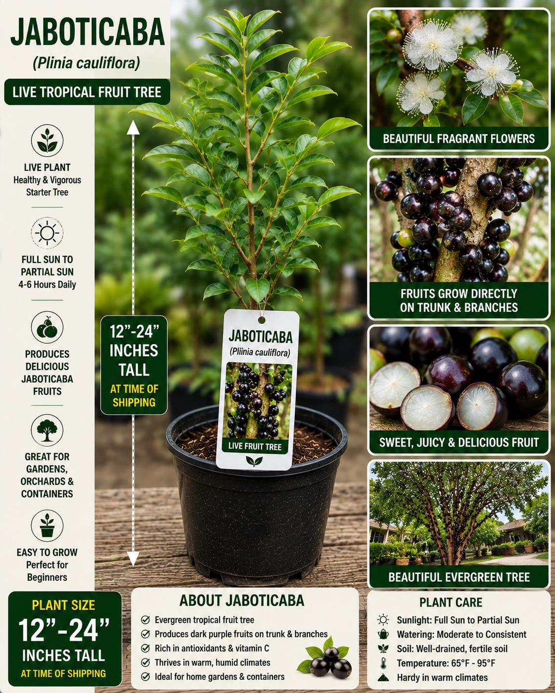 Jaboticaba Live Fruit Tree 12-24" Tall - Plinia cauliflora - Fast Growing Tropical Fruit Plant