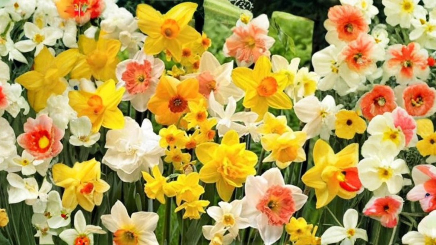 Mixed Daffodil Bulbs 10 Pack - Spring-Blooming Narcissus spp. - Perennial Flowering Plant for Garden Beds and Borders