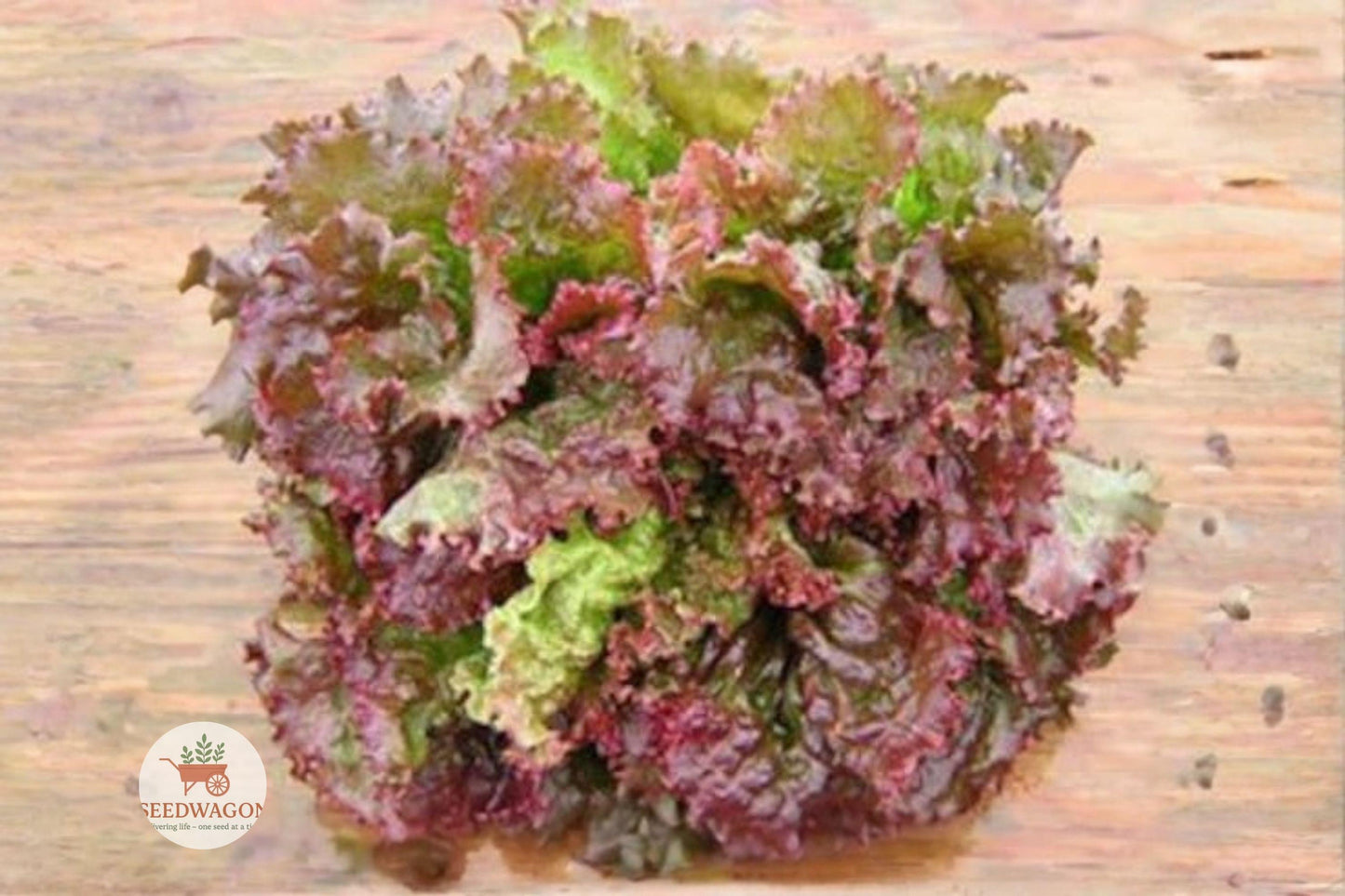 Prizehead Lettuce Seeds - 800 Heirloom Non-GMO Seeds, Fast-Growing Leaf Variety, Lactuca sativa, Perfect for Salads