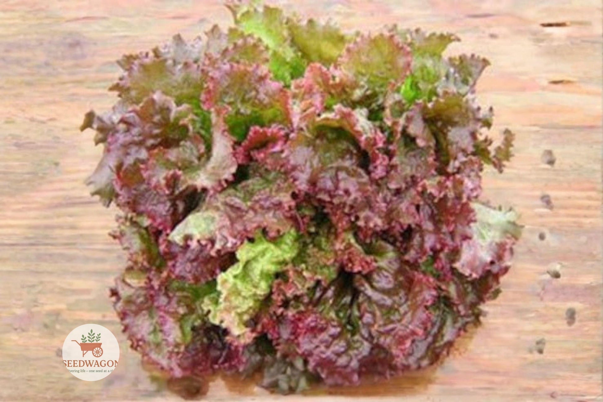 Prizehead Lettuce Seeds - 800 Heirloom Non-GMO Seeds, Fast-Growing Leaf Variety, Lactuca sativa, Perfect for Salads