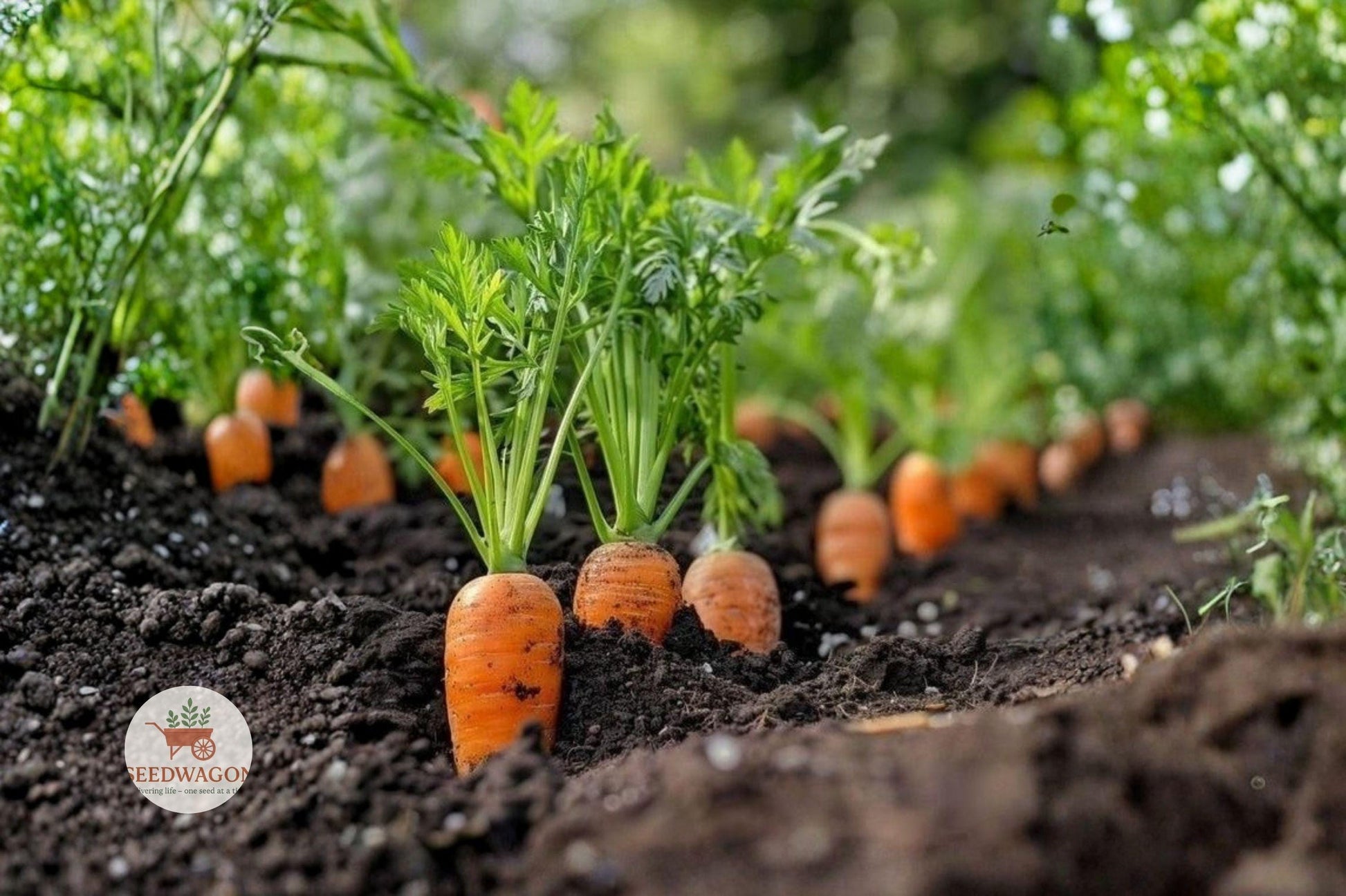 Danvers 126 Carrot Seeds - Heirloom Daucus carota - 50+ Non-GMO Sweet Orange Vegetable Seeds for Easy Growing