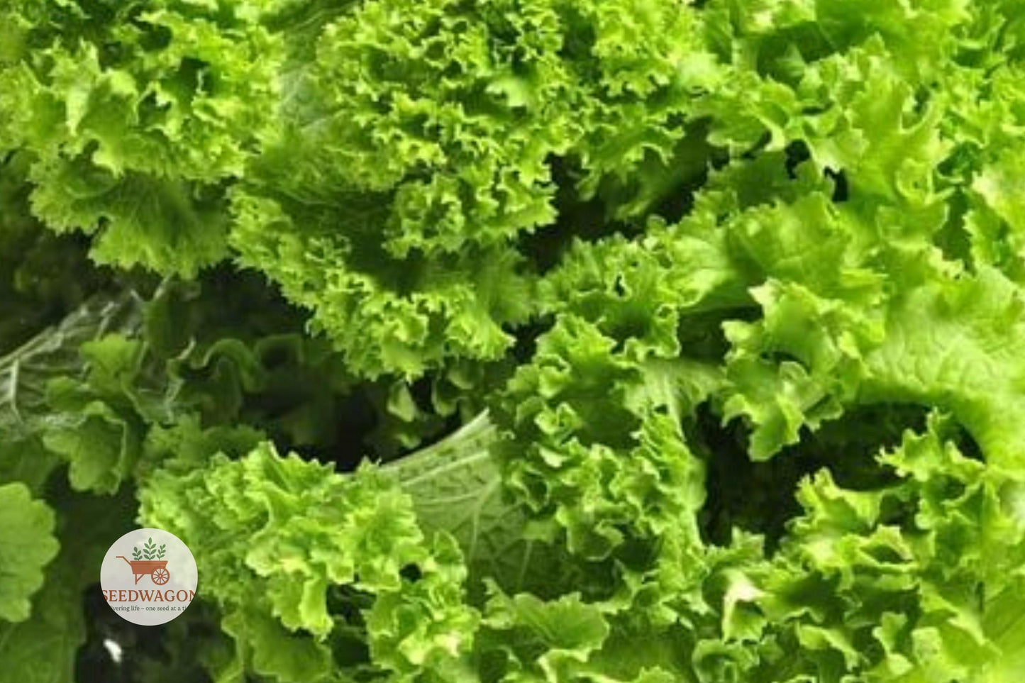 Southern Giant Mustard Greens Seeds - 100 Heirloom Non-GMO Brassica juncea for Fast-Growing Leafy Greens