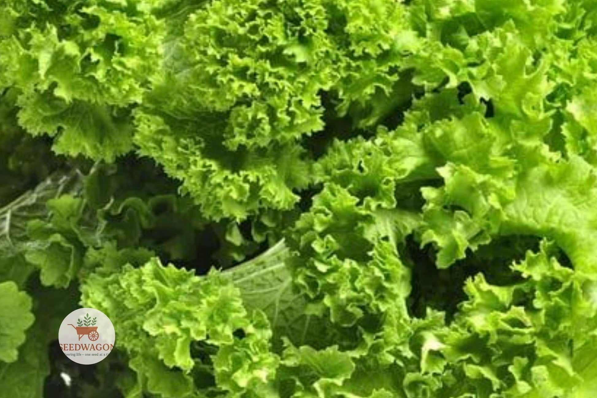 Southern Giant Mustard Greens Seeds - 100 Heirloom Non-GMO Brassica juncea for Fast-Growing Leafy Greens