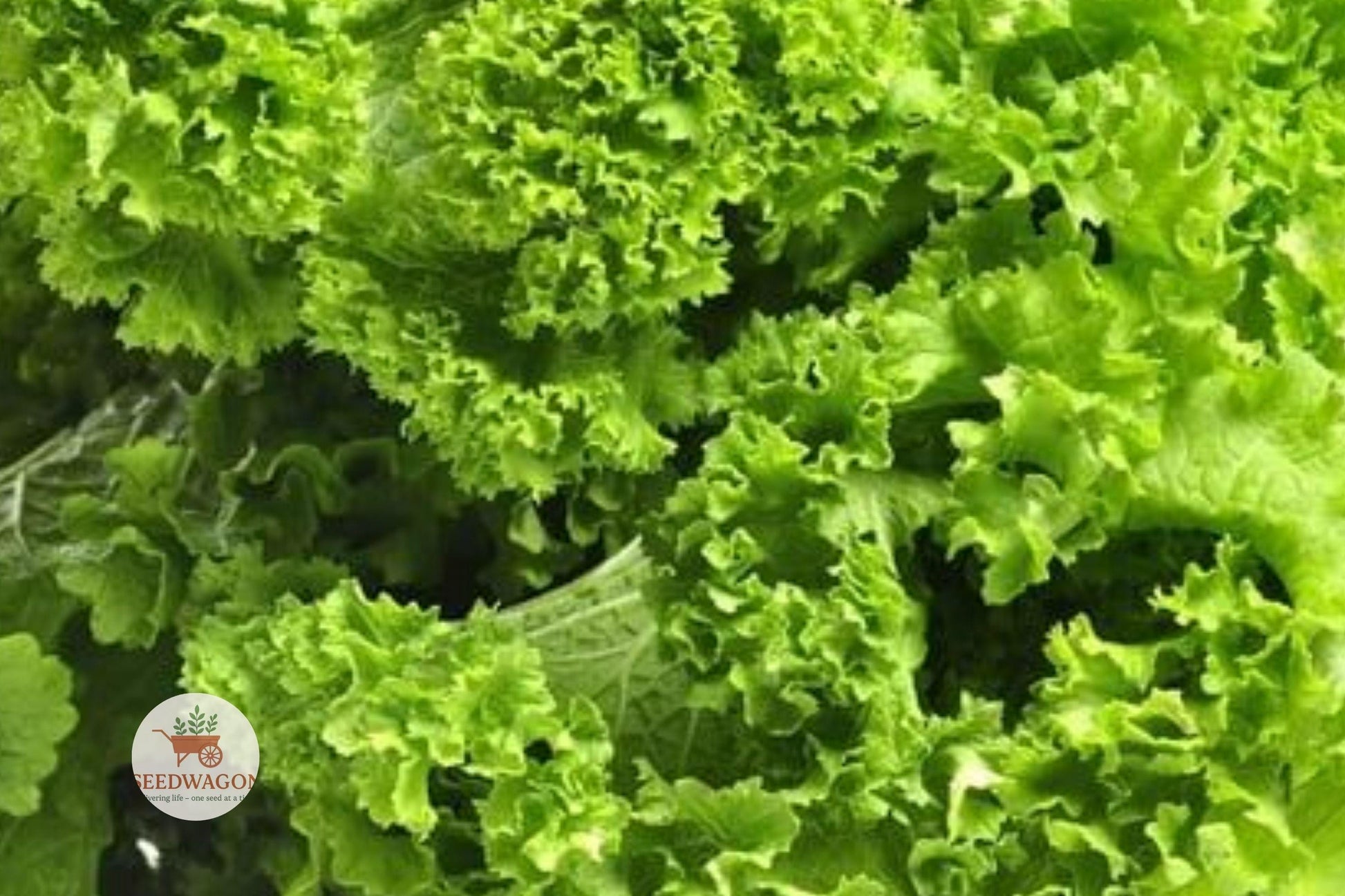 Southern Giant Mustard Greens Seeds - 100 Heirloom Non-GMO Brassica juncea - Fast-Growing Leafy Greens for Culinary Use