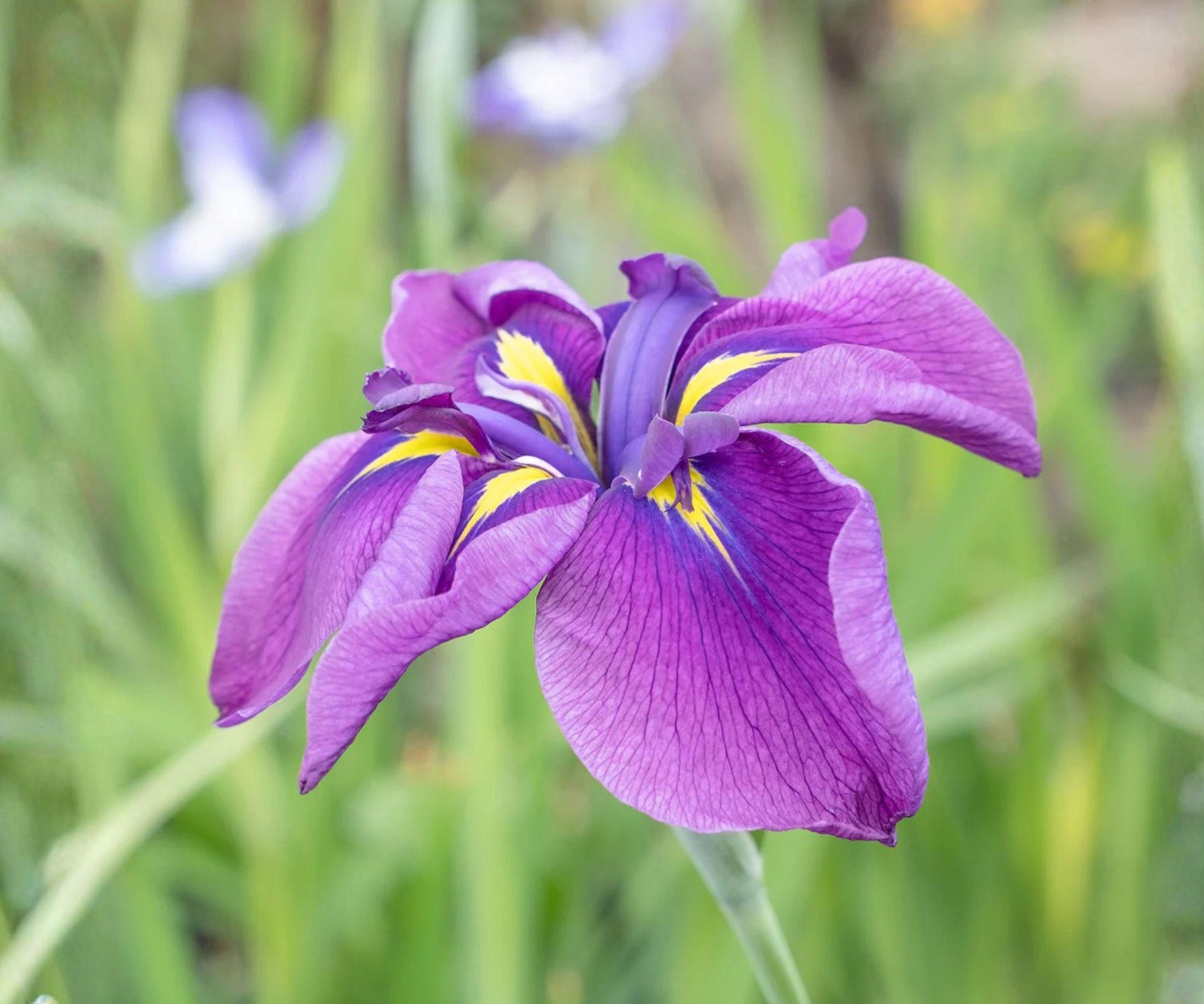 Japanese Iris Root Division - Purple Yellow Flowers, Perennial Iris ensata 'Royal Robes' for Spring Summer Gardens