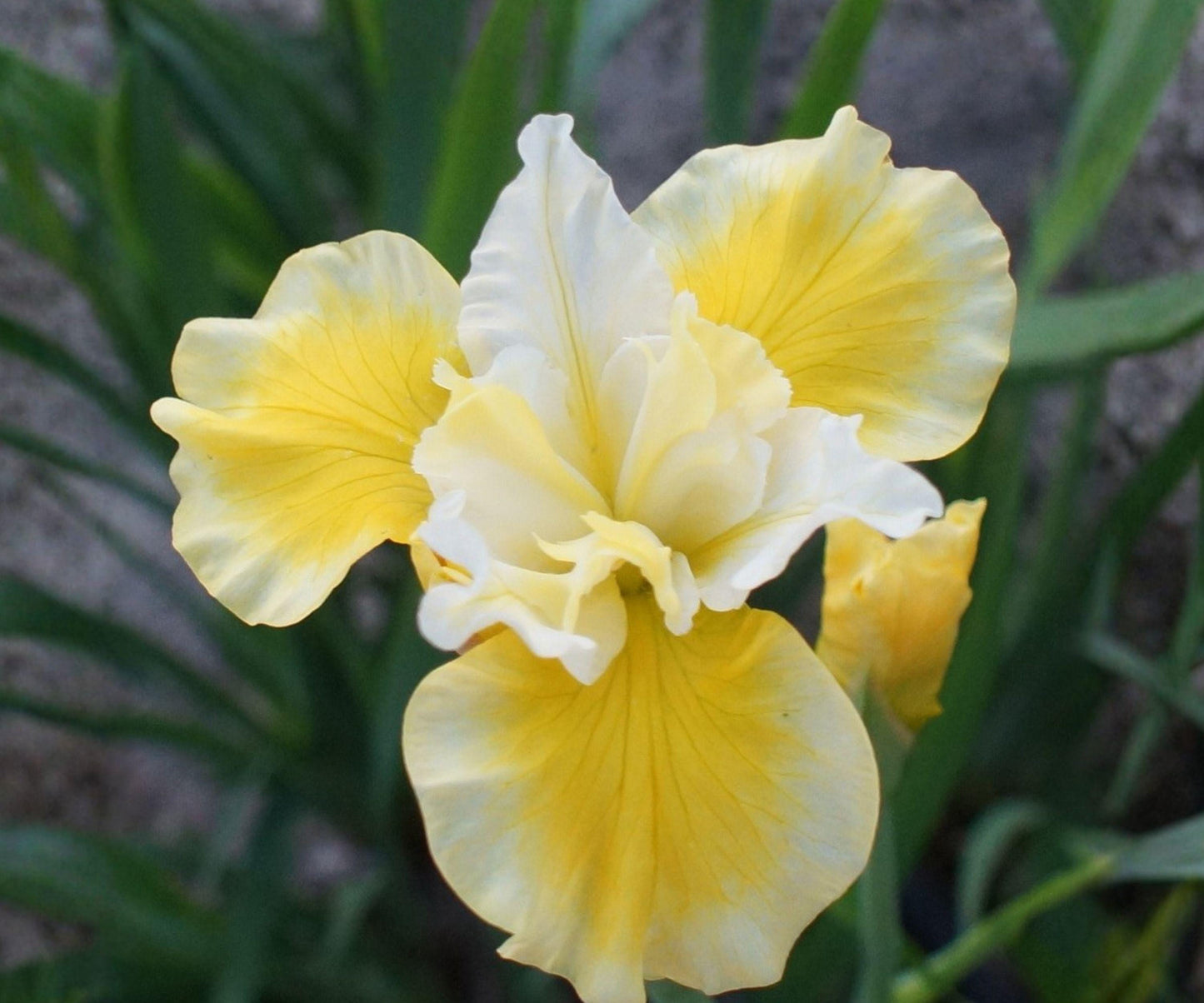 Siberian Iris Rhizome Division - Golden Yellow Flowers, Early Summer Blooms, Iris sibirica ‘Solar Energy’