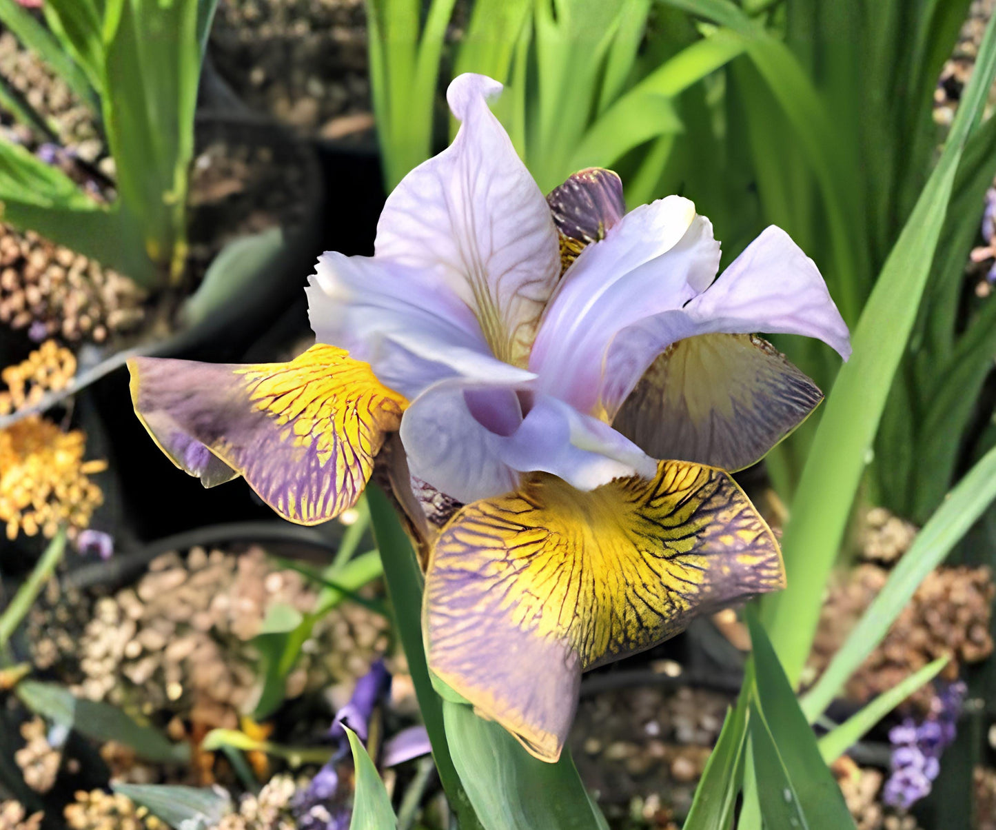 Siberian Iris Root Division, Uncorked, Blue Yellow Double Blooms, Iris sibirica 'Uncorked' - Hardy Perennial for Gardens