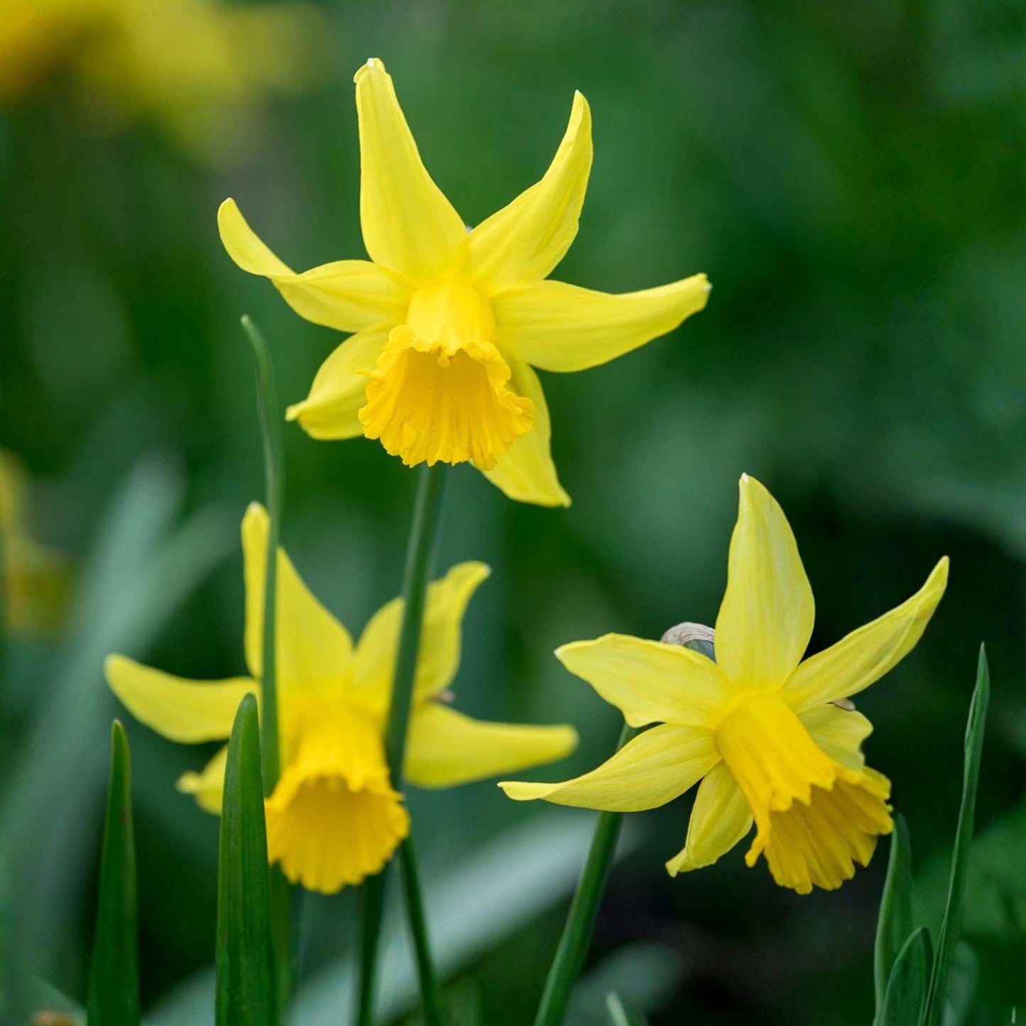 February Gold Daffodil Bulbs, 20 Pack, Bright Yellow Flowers, Narcissus for Spring Garden