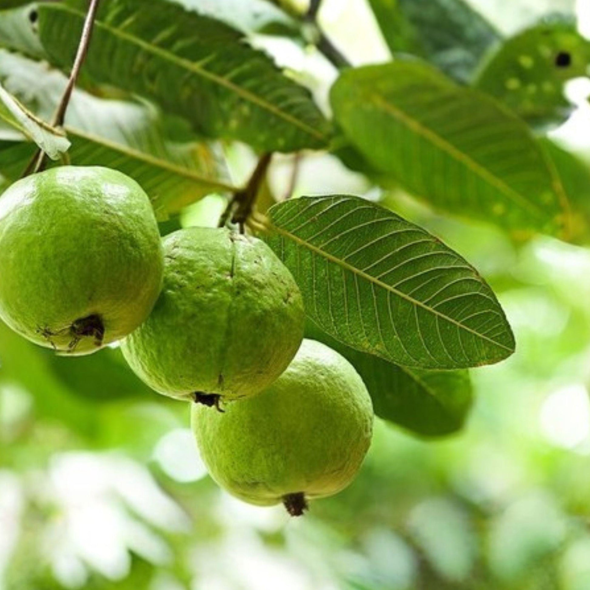 Fresh Organic Guava Leaves - 55 Count for Herbal & Culinary Use - Psidium guajava