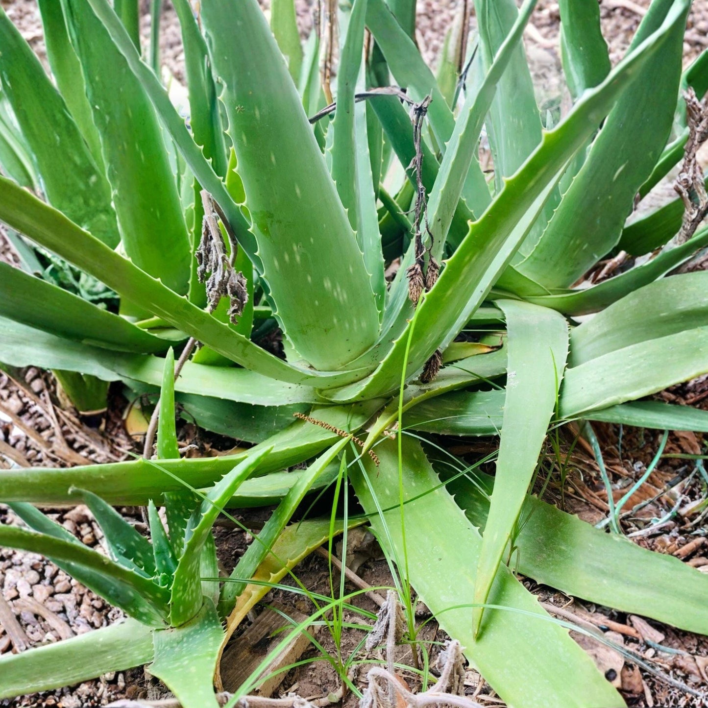 Large Aloe Vera Plant, 12–16 Inch Succulent, Live Indoor Outdoor Plant, Aloe Barbadensis Mill.