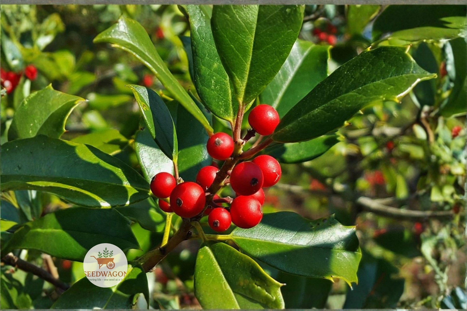 American Holly Seeds (30 Seeds) - Evergreen Tree with Bright Red Berries, Ilex opaca, Wildlife Friendly, Ornamental Landscape Tree