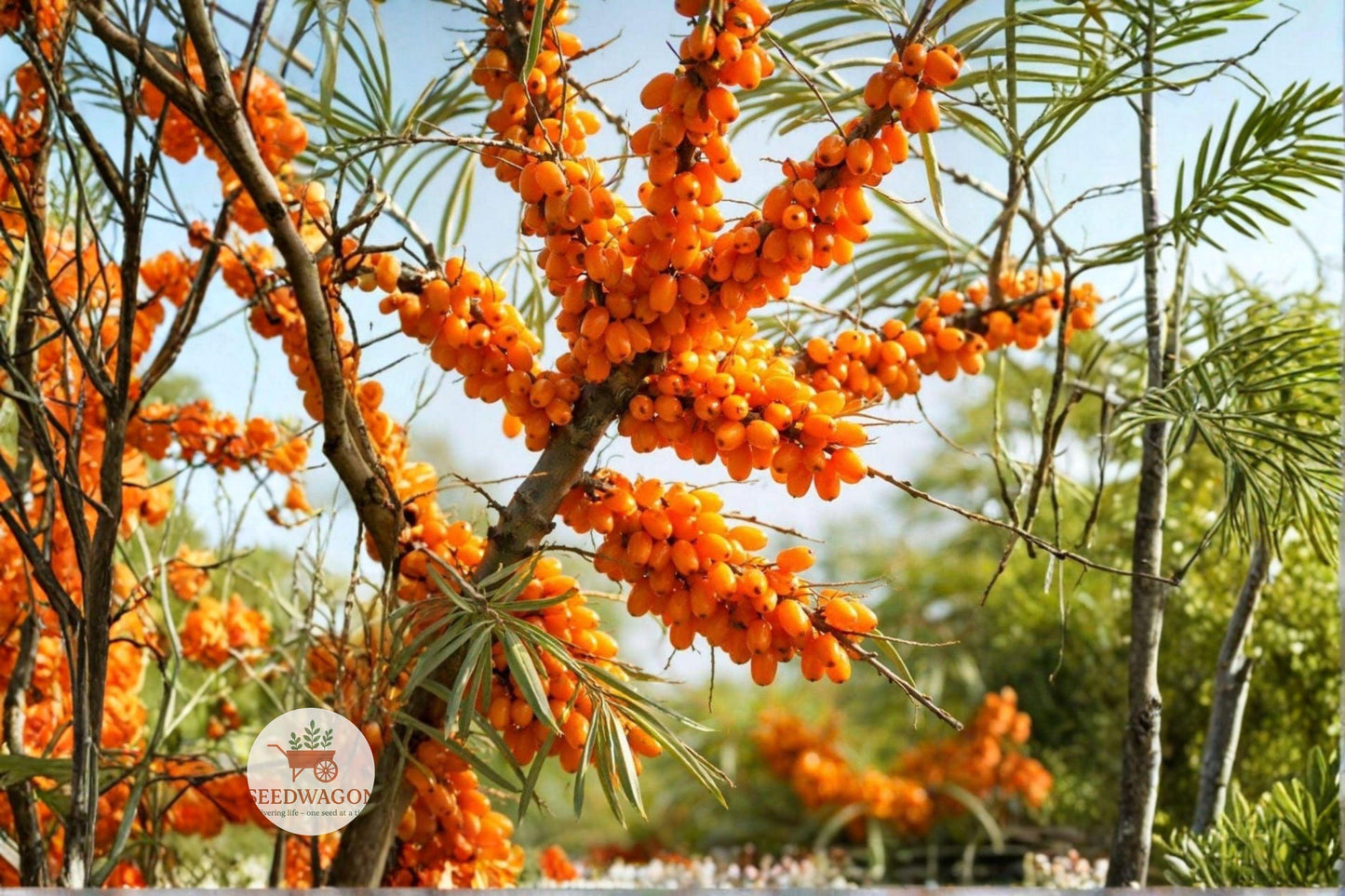 Sea Buckthorn Seeds - 30 Edible Berry Seeds, Hardy Shrub, Hippophae Rhamnoides, Cold-Hardy, Wildlife Friendly, Orange Berries