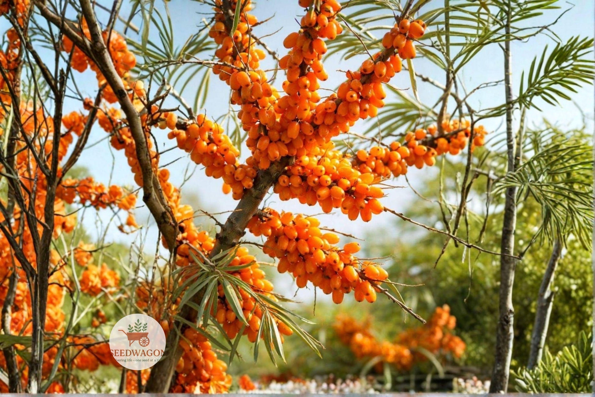 Sea Buckthorn Seeds - 30 Edible Berry Seeds, Hardy Shrub, Hippophae Rhamnoides, Cold-Hardy, Wildlife Friendly, Orange Berries