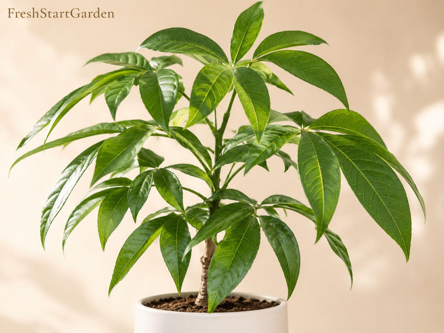 Pecan Tree Plant 12-24in Nut Bearing Carya illinoinensis Deciduous Shade Tree for Landscapes and Orchards