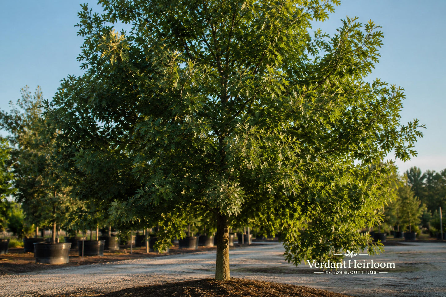 White Oak Live Plant 12-16 Inches - Quercus alba - Native Shade Tree with Red Fall Foliage - Bare Root Starter Tree