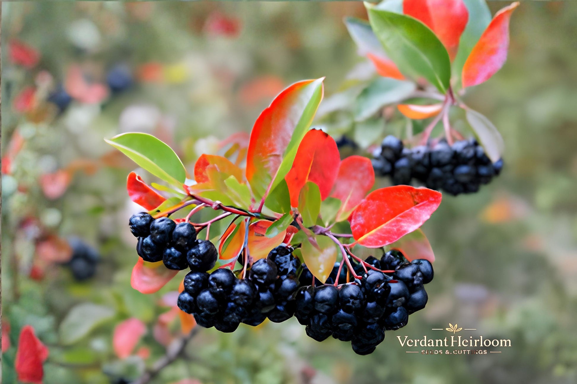 Black Chokeberry Cuttings 6–8 Inches - Aronia melanocarpa - 12 Unrooted Deciduous Shrub Cuttings for Planting
