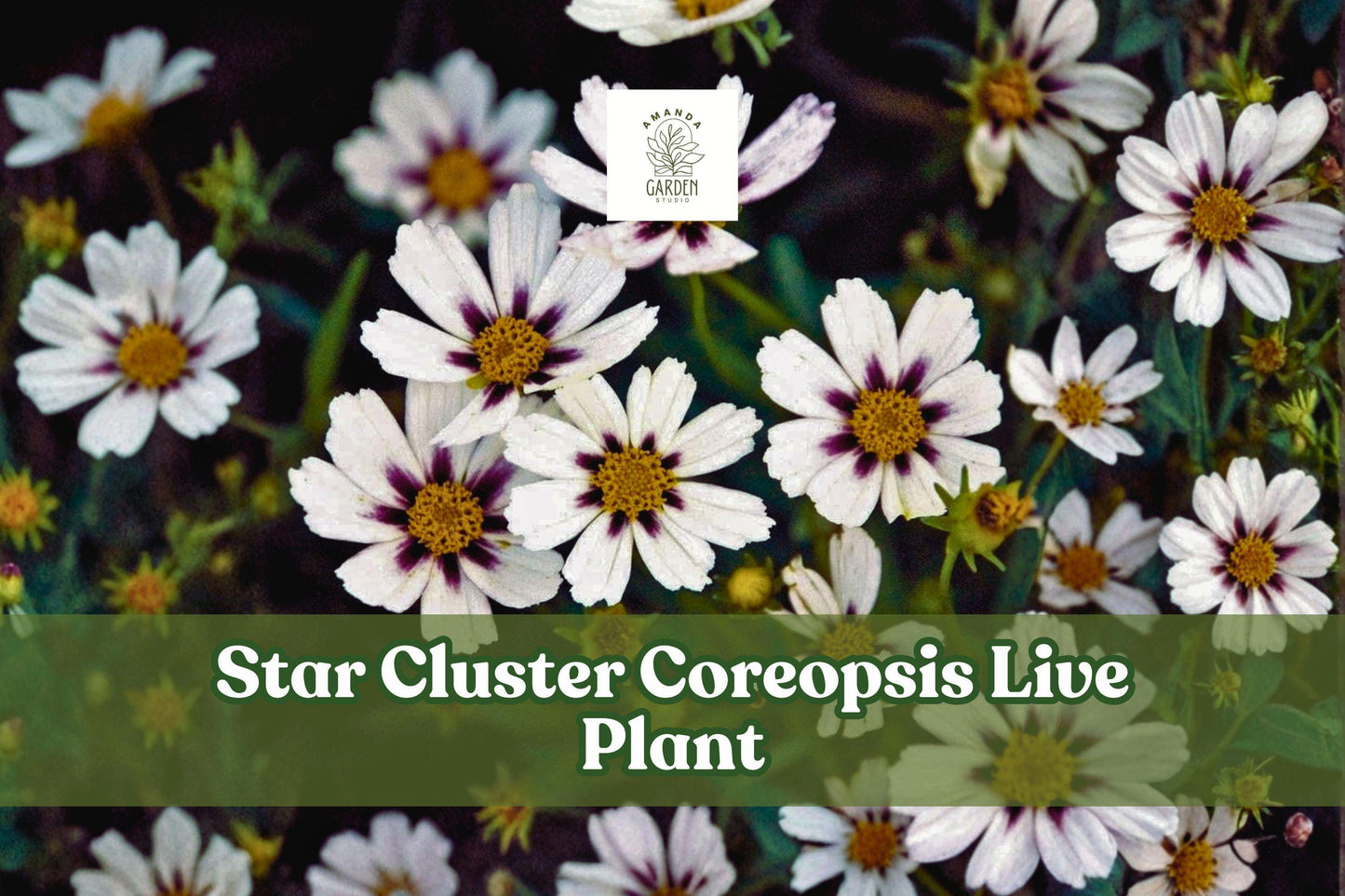 Star Cluster Coreopsis Live Plant Starter Plug | Lanceleaf Tickseed | Coreopsis lanceolata | Pollinator Garden Flowering Perennial